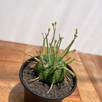Euphorbia  valida【ユーフォルビア・強棘バリダ】