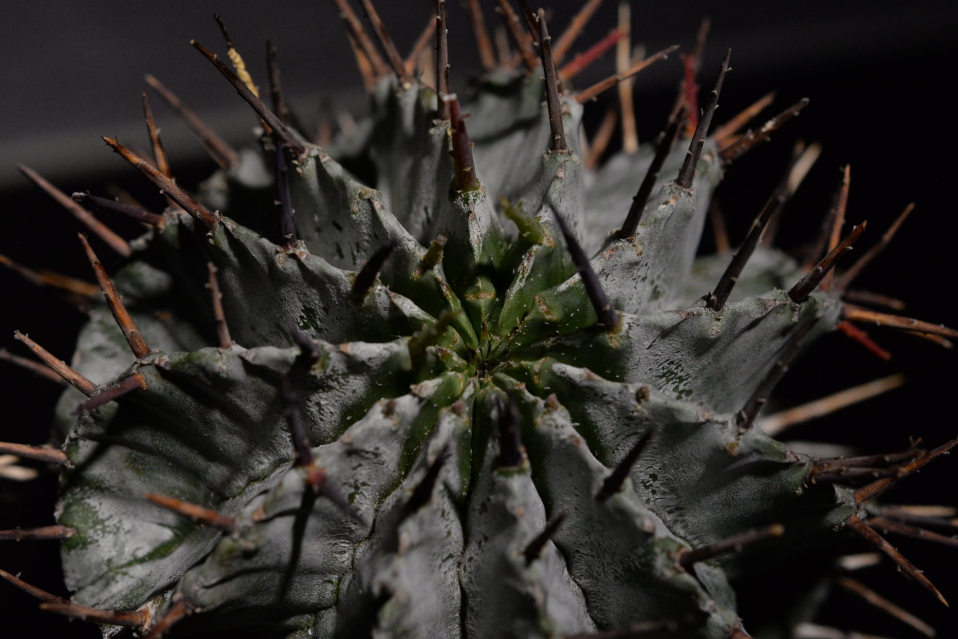 ユーフォルビア ホリダ マジョール | N collect plants