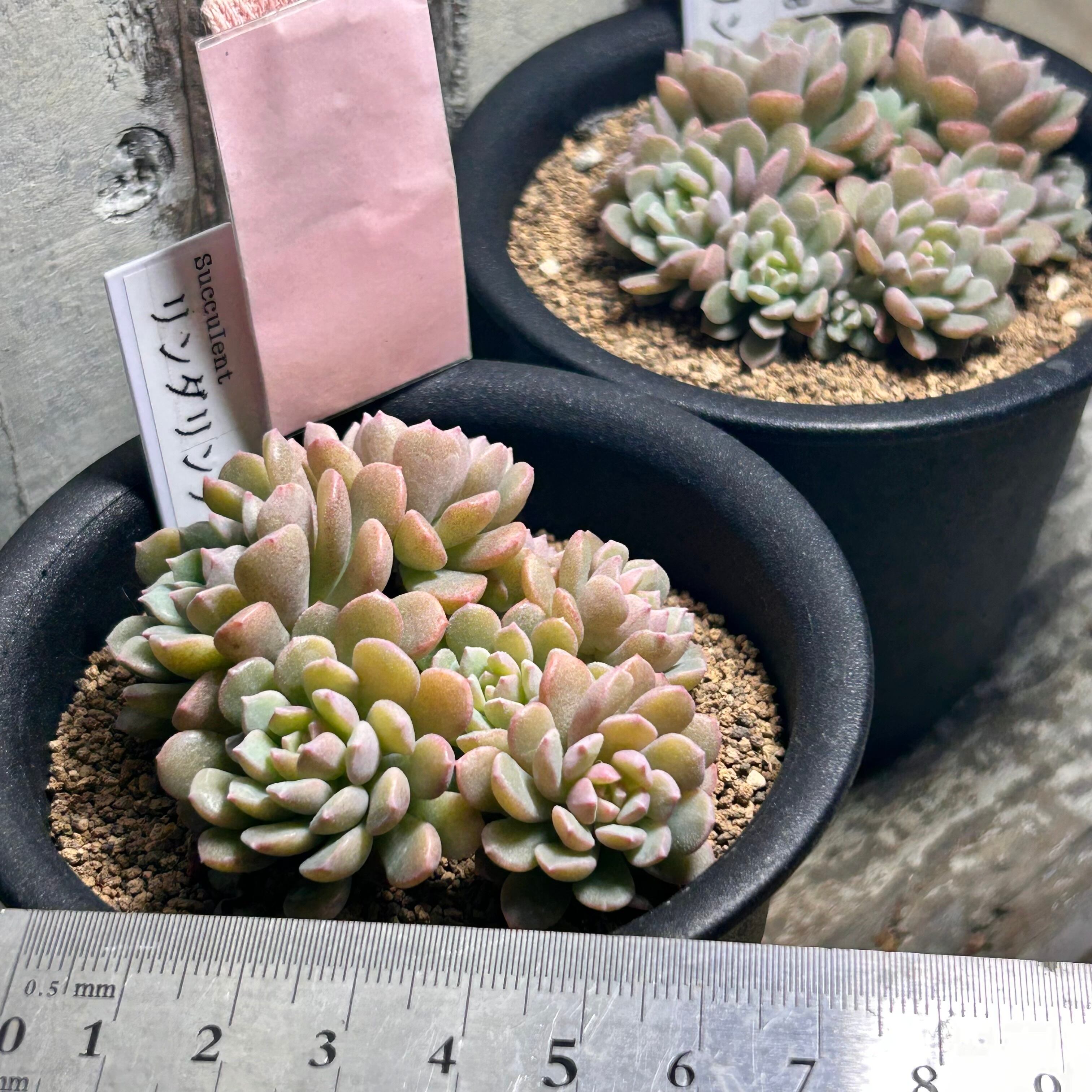 リンダリンダ | RuPo 多肉植物専門店