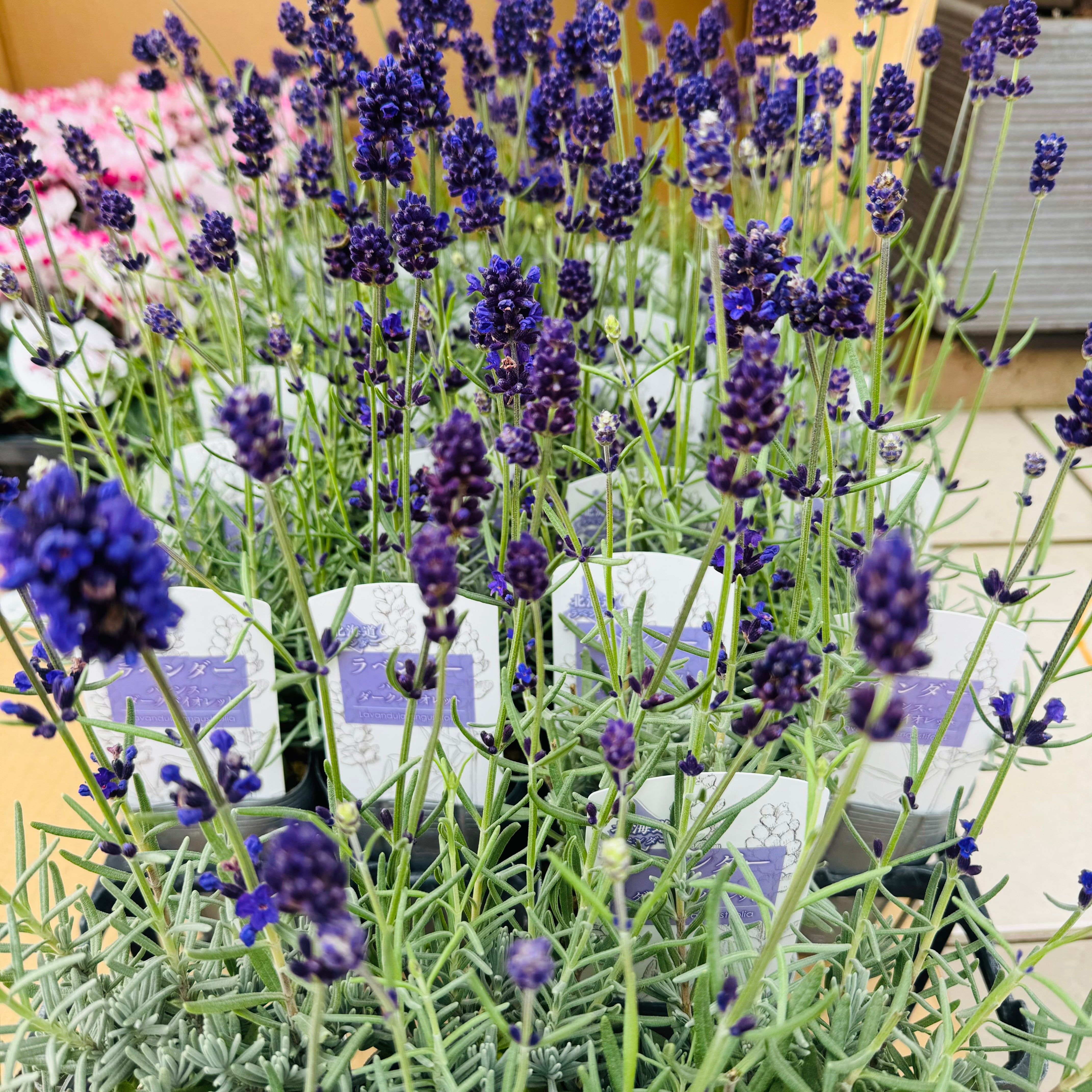 イングリッシュラベンダー バレンス ダークバイオレット 3株セット