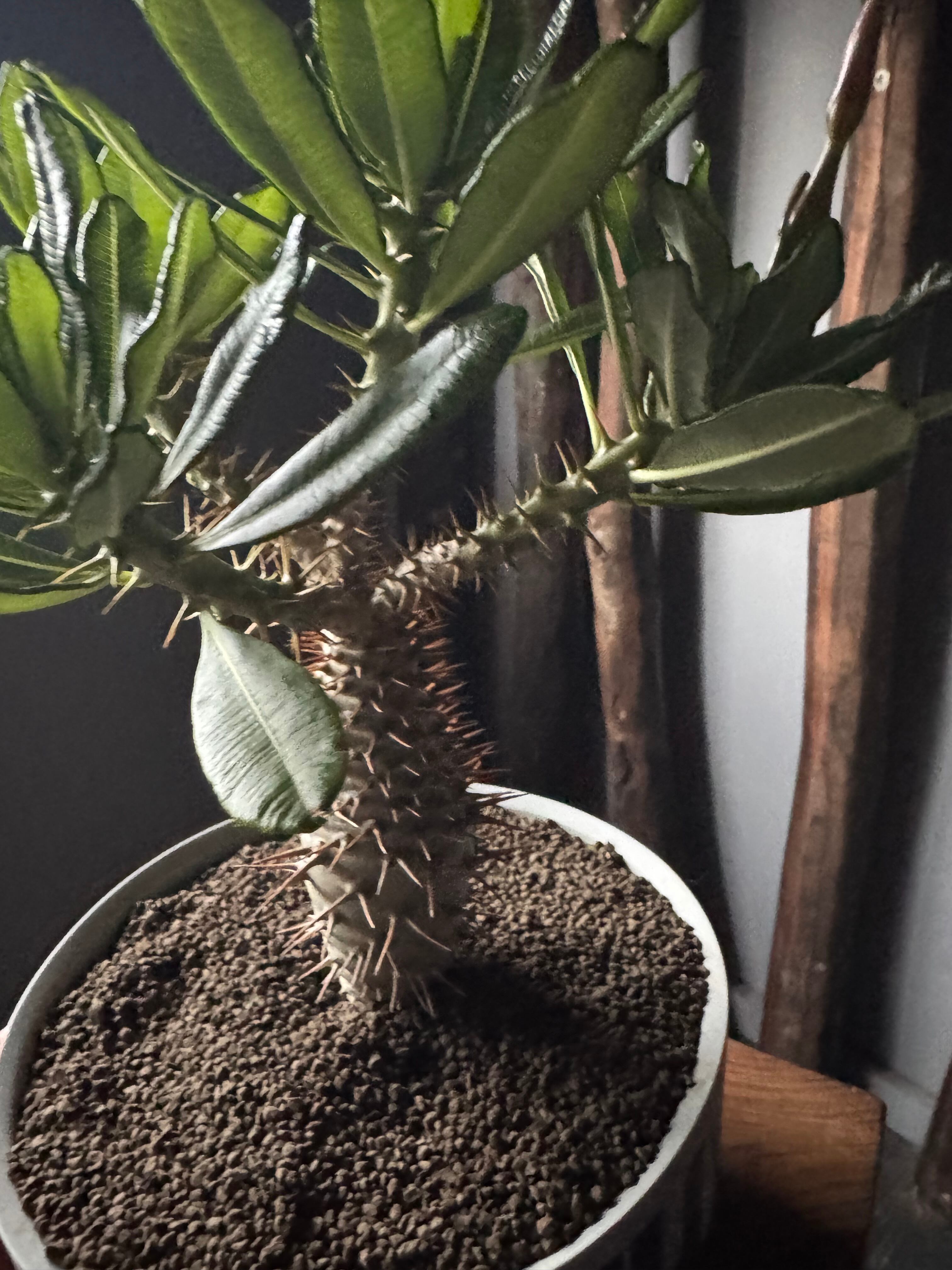 新着】Pachypodium ambongense × VALIEM GHOST“THX鉢”青坊主別注 Gray