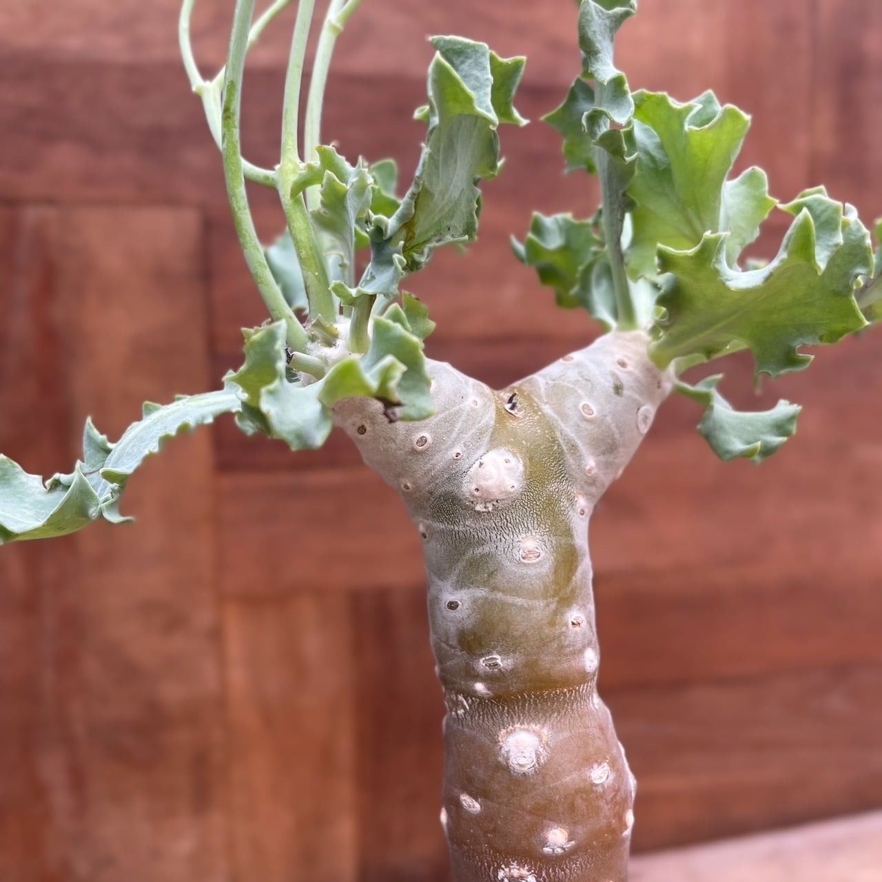 No.41 希少 othonna オトンナ クレムノフィラ 実生 Othonna cremnophilaオトンナ・クレムノフィラ・実生 | RIMO\u0027S