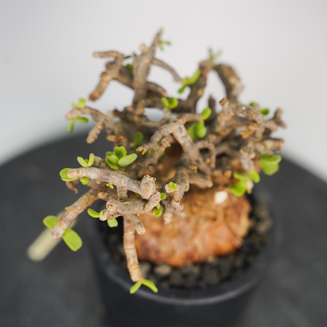 F3 ケラリア ピグマエア 発根済み 現地球