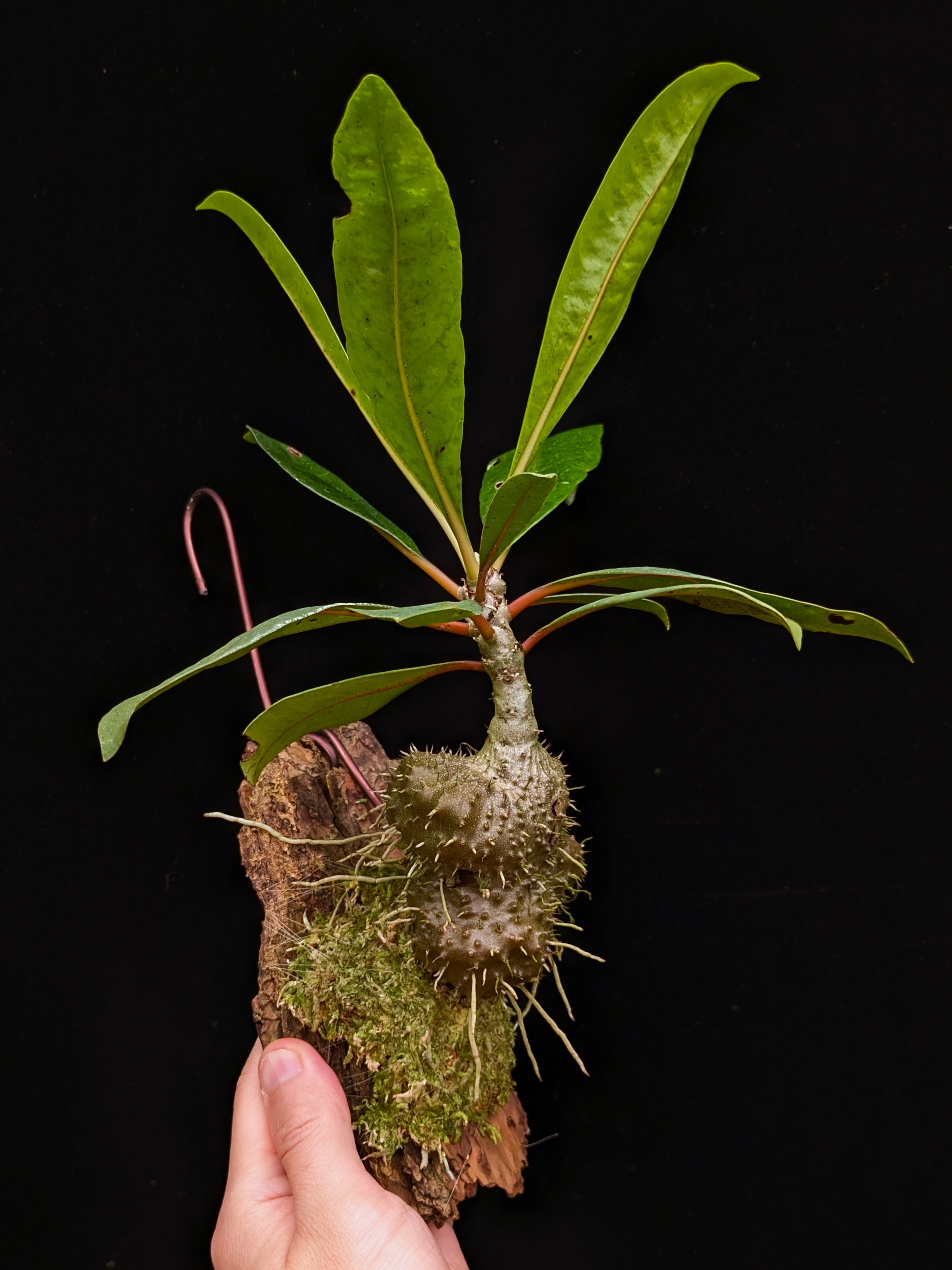 Myrmecodia tuberosa “papuana” 着生仕立て | 伊藤蟻植物農園