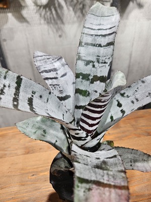 Aechmea  chantinii  Black  Ice 【artPLANTs/PLANTS GARAGE 】エクメア/タンクブロメリア