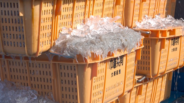 氷締め 生シラス 白 -HAKU- 【500g】