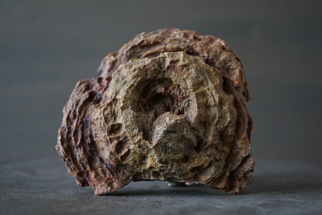 サハラ砂漠産四放サンゴ化石　フィリップサストレア　Phillipsastrea sp.　1013