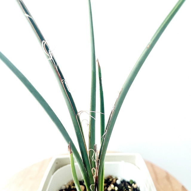 ユッカ ヘスペラロエパルビフローラレッド 観葉植物 calm cafe