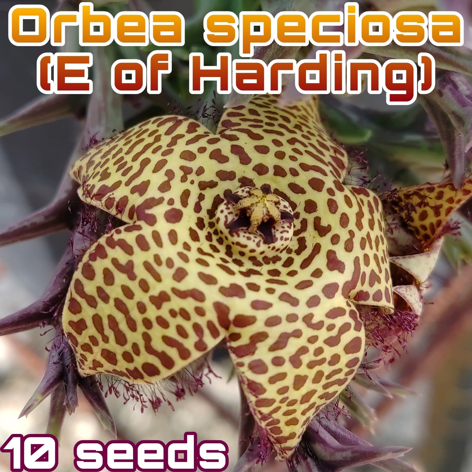 種子/10粒】Hoodia gordonii (CH 2928)/フーディア・ゴルドニー