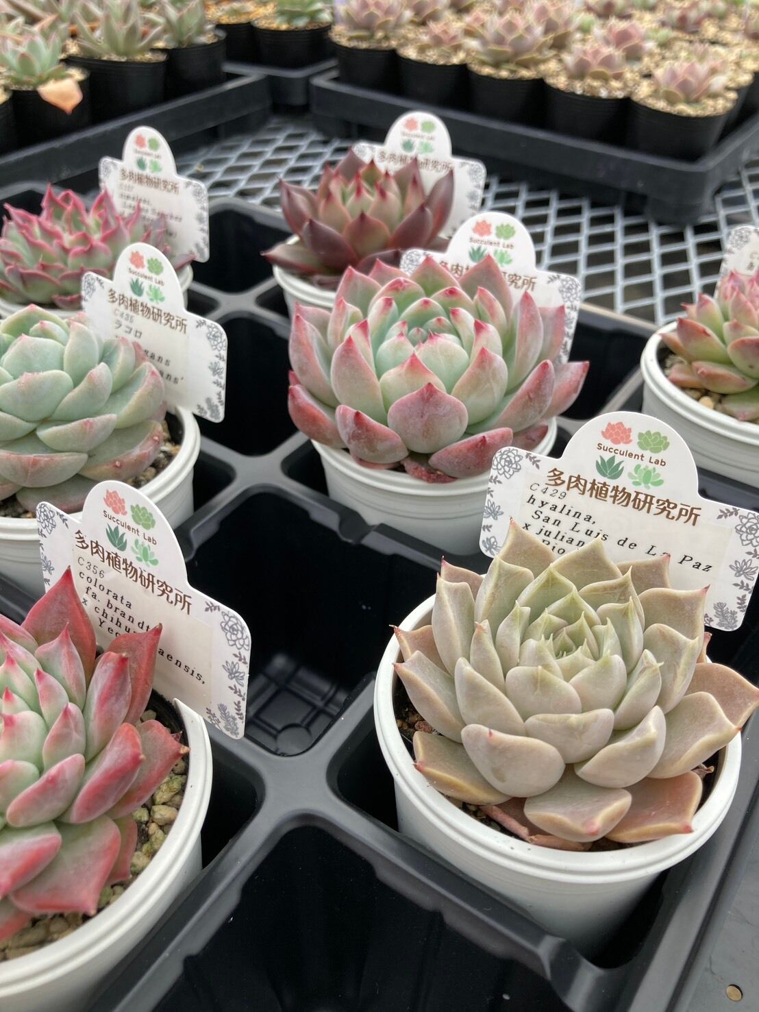 福袋】エケベリア交配・原種アソート 2号8入り【福箱】 | 多肉植物研究所