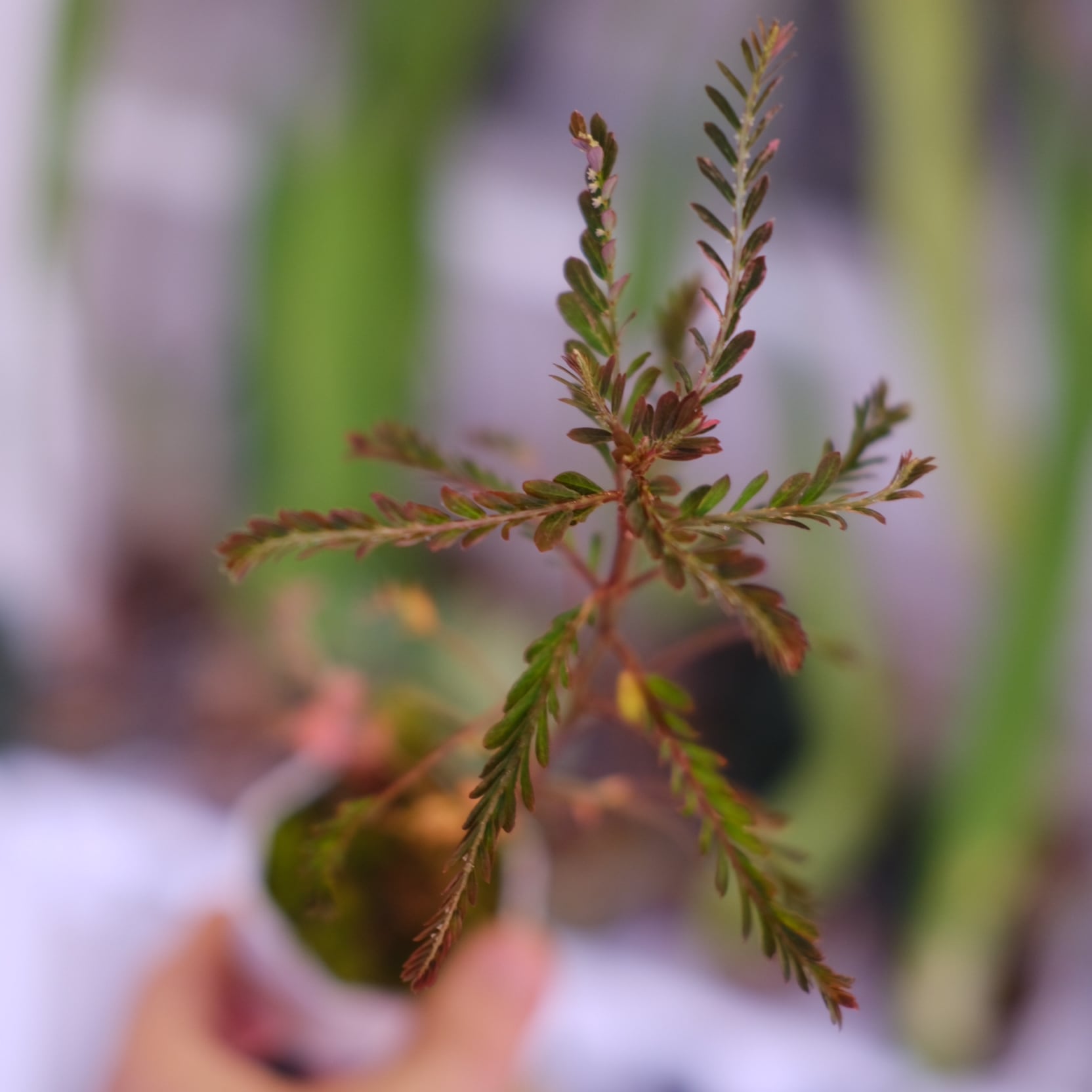 Phyllanthus urinaria 'Pink Variegated'│フィランサス・ウリナリア