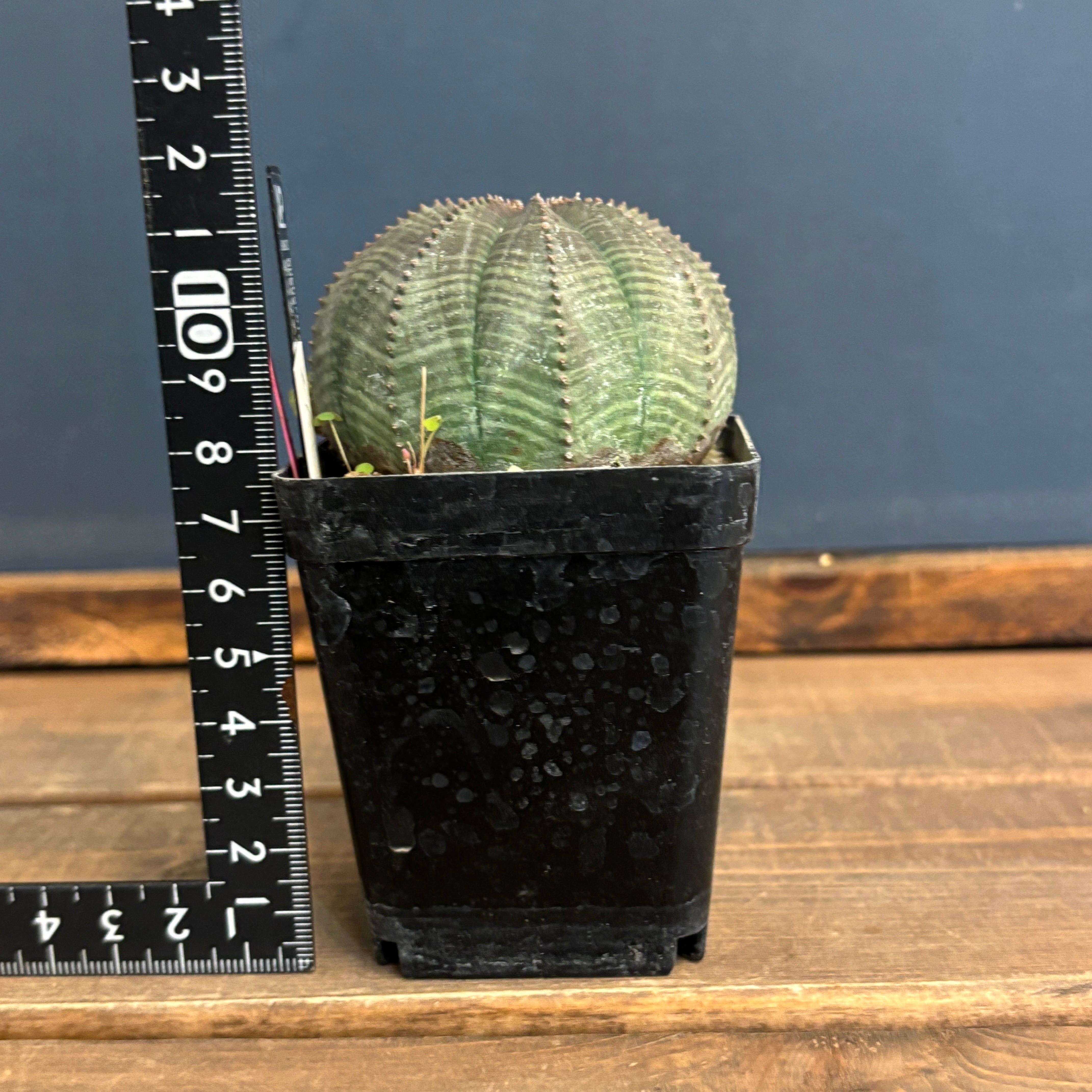 き*ん様 オベサ　ユーフォルビア き*ん様 オベサ ユーフォルビア ユーフォルビア オベサ【379