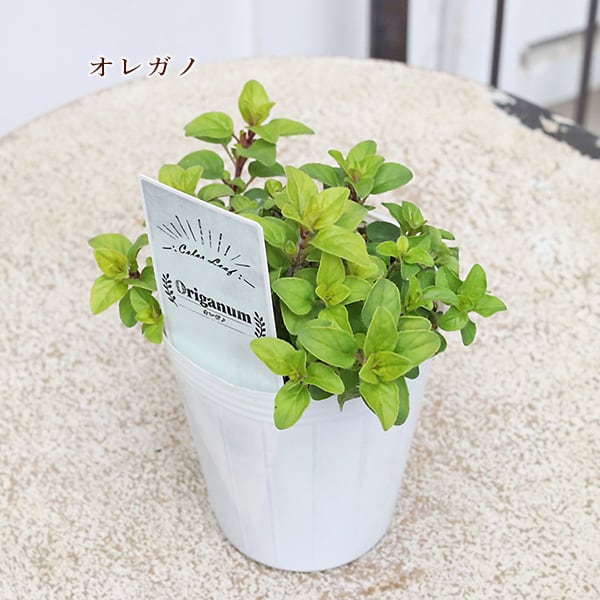 草花苗 カラーリーフ シリーズ アラビス プラチーナ カレックス
