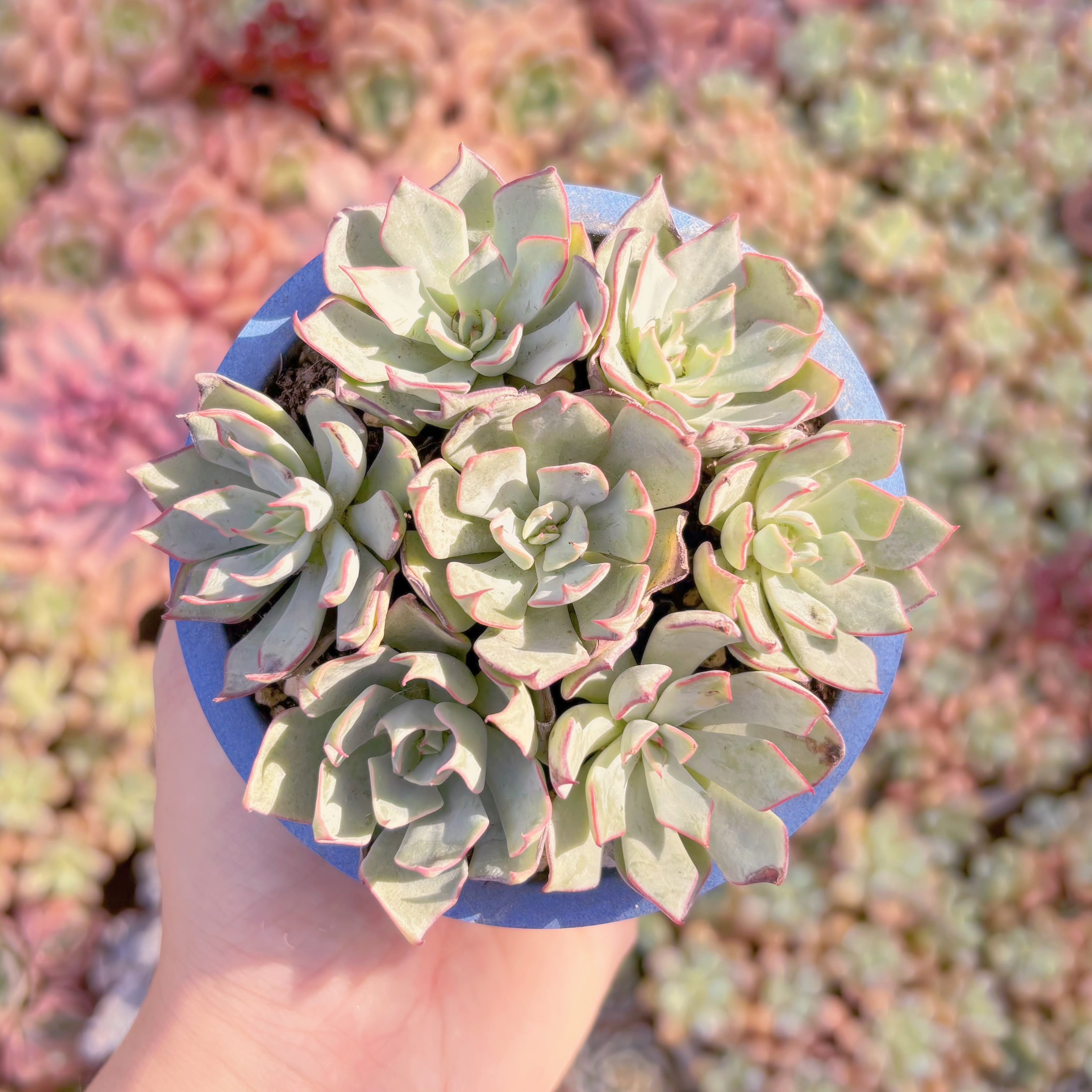 多肉植物　ノヴァ(7苗)　新入荷　るる農園