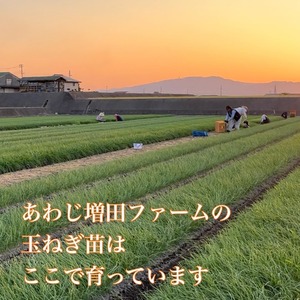 限定50箱【淡路島】春の味・サラダ新玉ねぎ（３キロ）