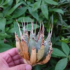 アガベ ユタエンシス ネバデンシス YN8 Agave uthaensis var. nevadensis