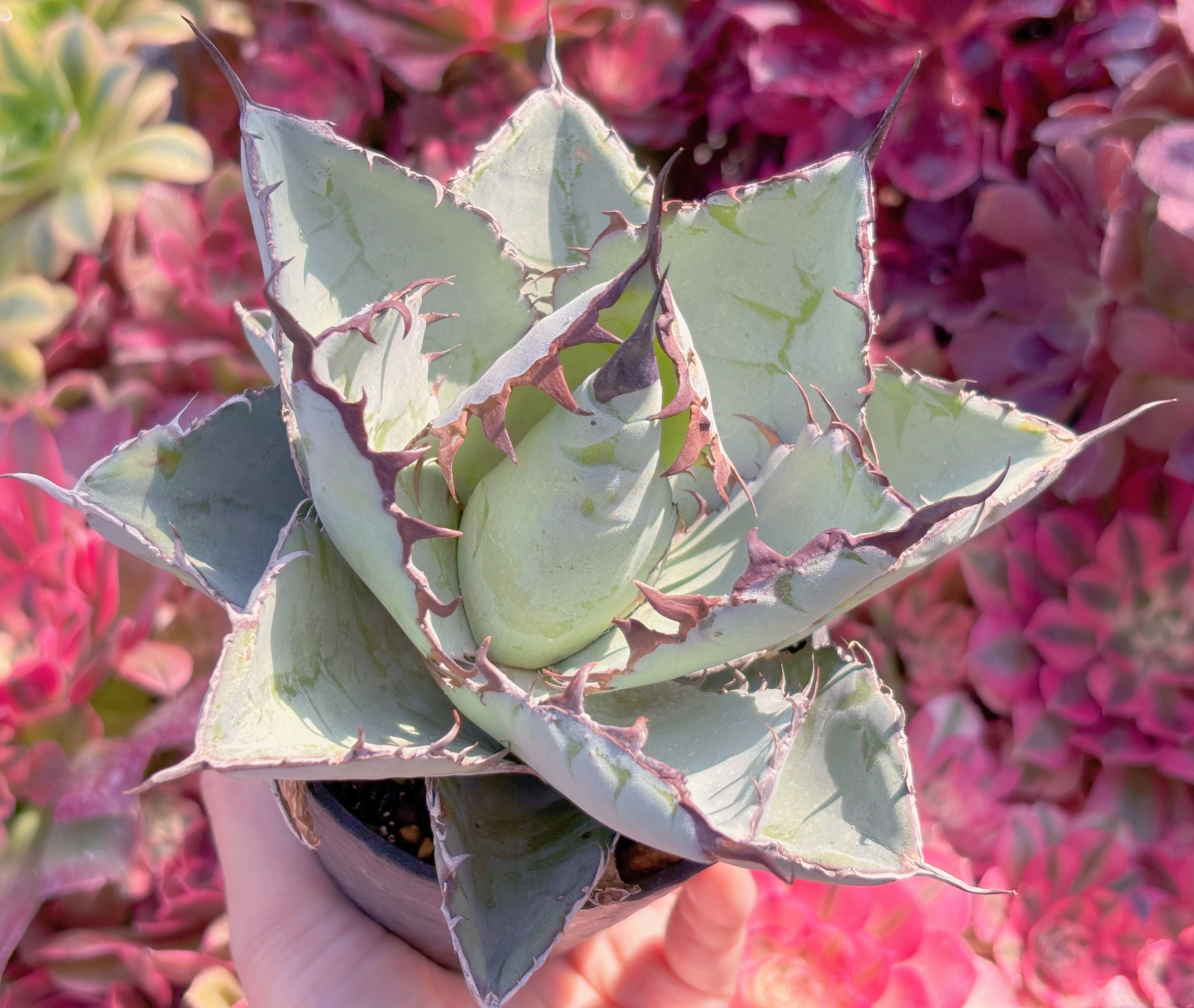 現品　アガベ　blue whale#K041　新入荷　るる農園