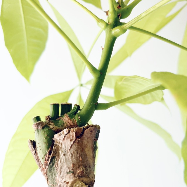 《希少》 パキラ レモンライム 接木 陶器鉢 Lサイズ 観葉植物 calm cafe