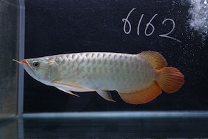 紅龍No.6162（スーパーレッド）☆ハイクオリティ☆  ±33㎝