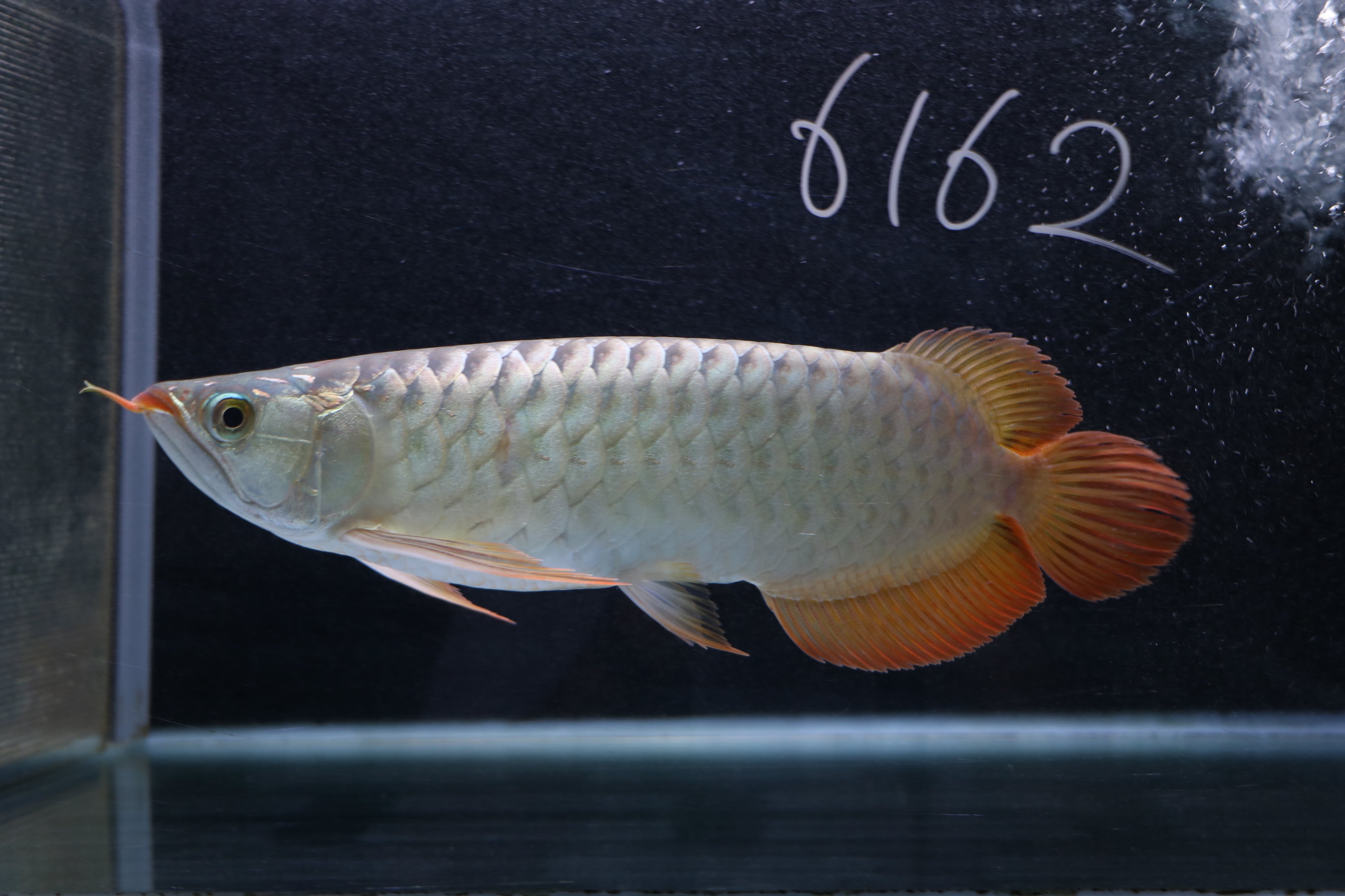 紅龍No.6162(スーパーレッド)☆ハイクオリティ☆ ±33㎝