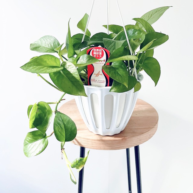 【数量限定】季節のポトスおまかせ2種セット｜15%OFF 送料無料