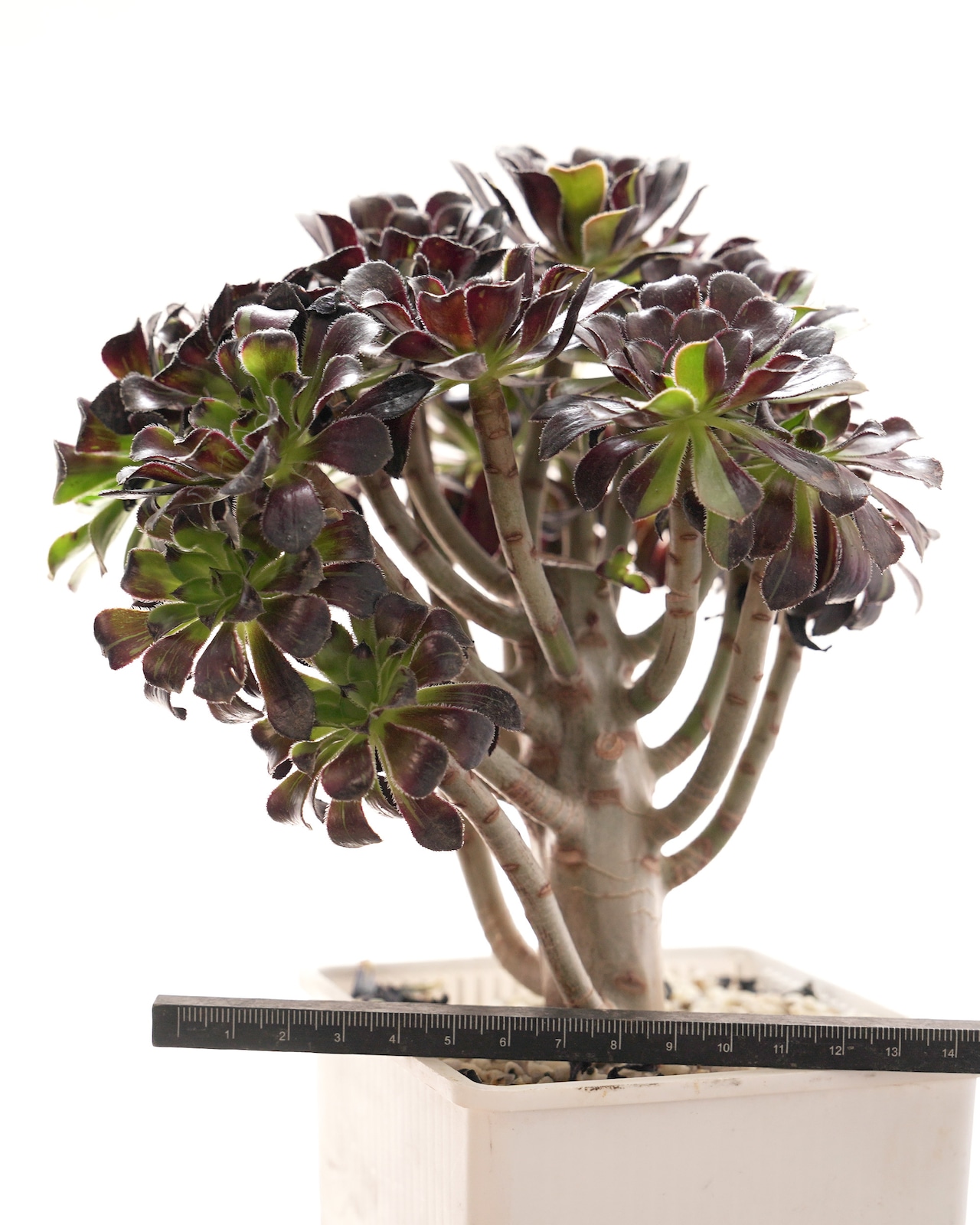 【PREMIUM】 抜き苗/鉢付 アエオニウム 水墨画 超大群生 Aeonium 'Ink Painting'