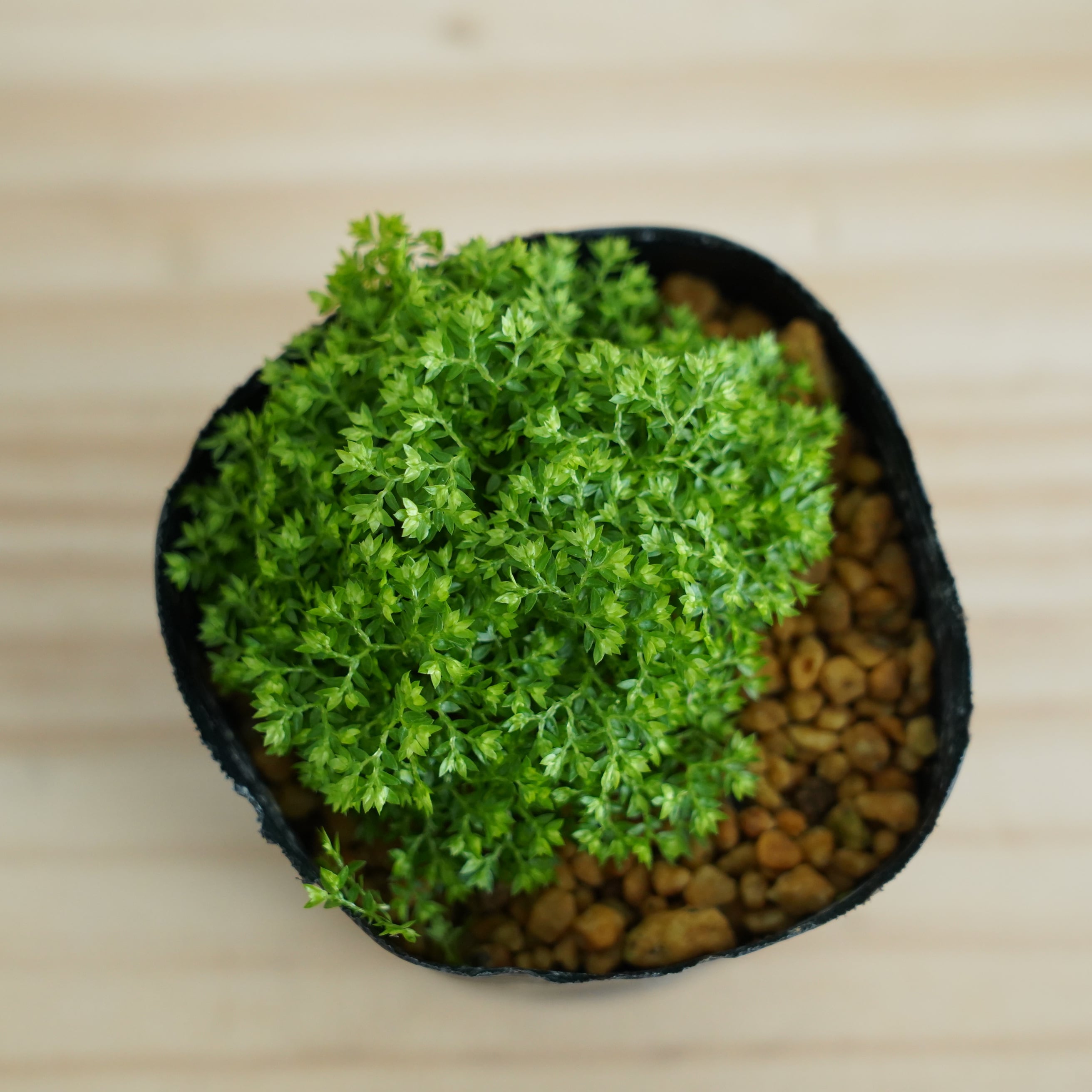 アグラオモルファ コロナンスジム Aglaomorpha coronans（シダ