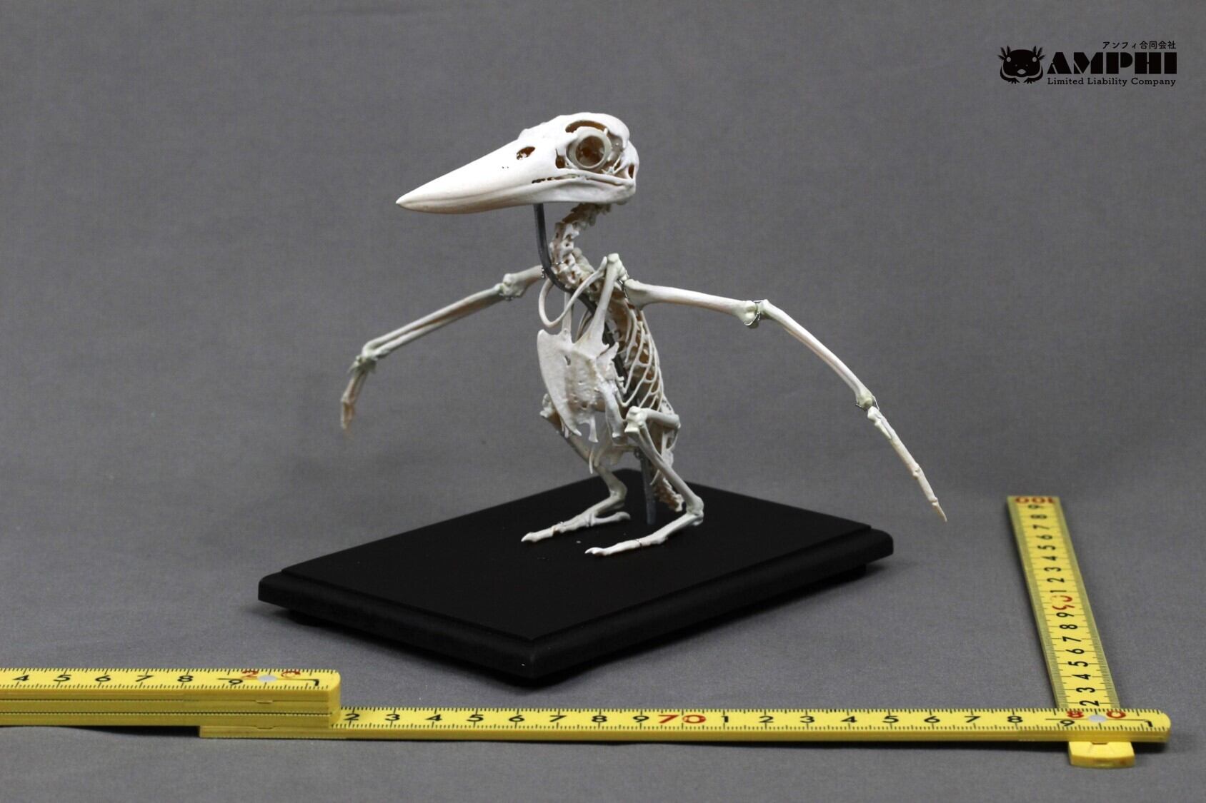 アンフィ合同会社