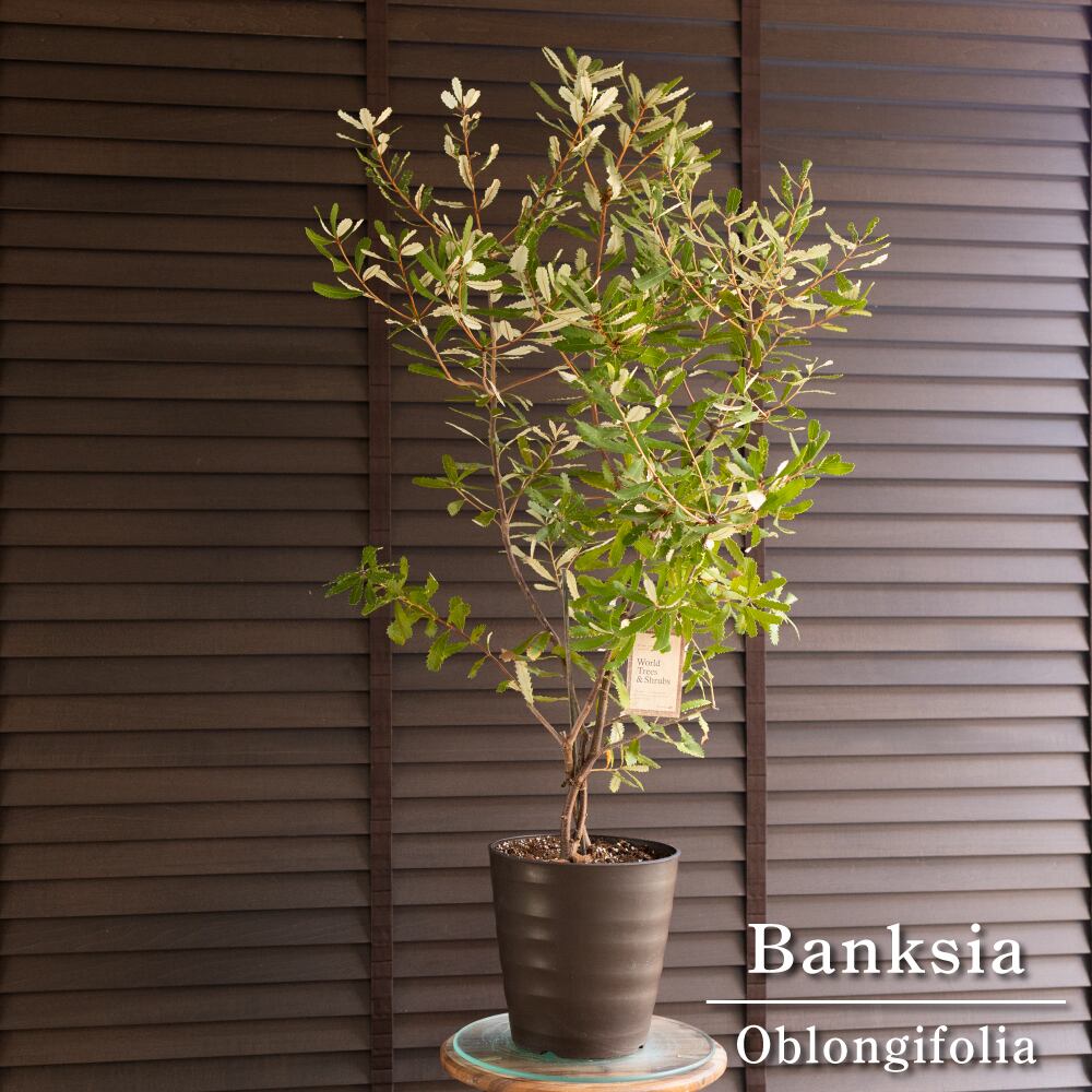 バンクシア オブロンギフォリア Banksia oblongifolia オージープランツ 1001BR