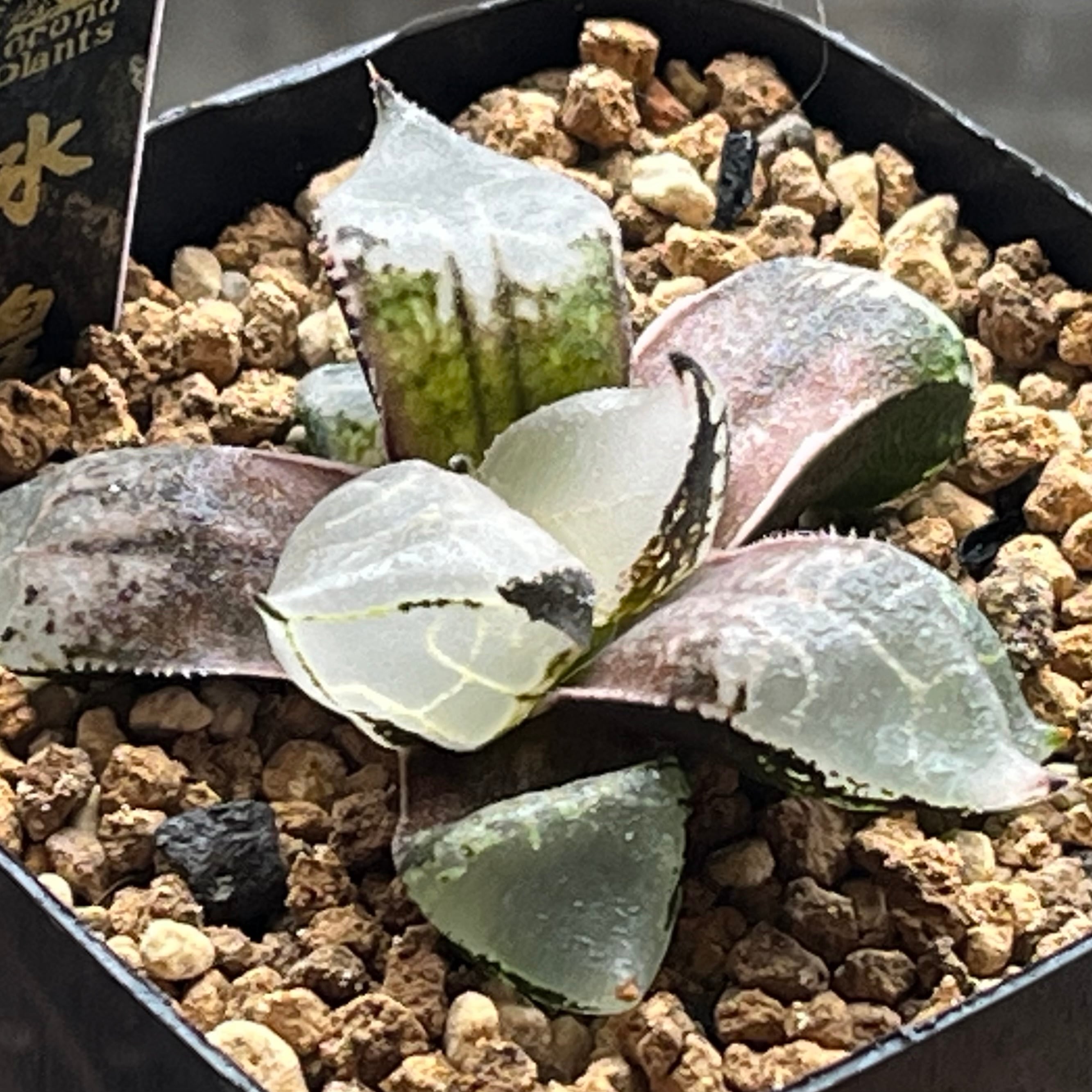ハオルチア 日月潭錦 | mocono_plants