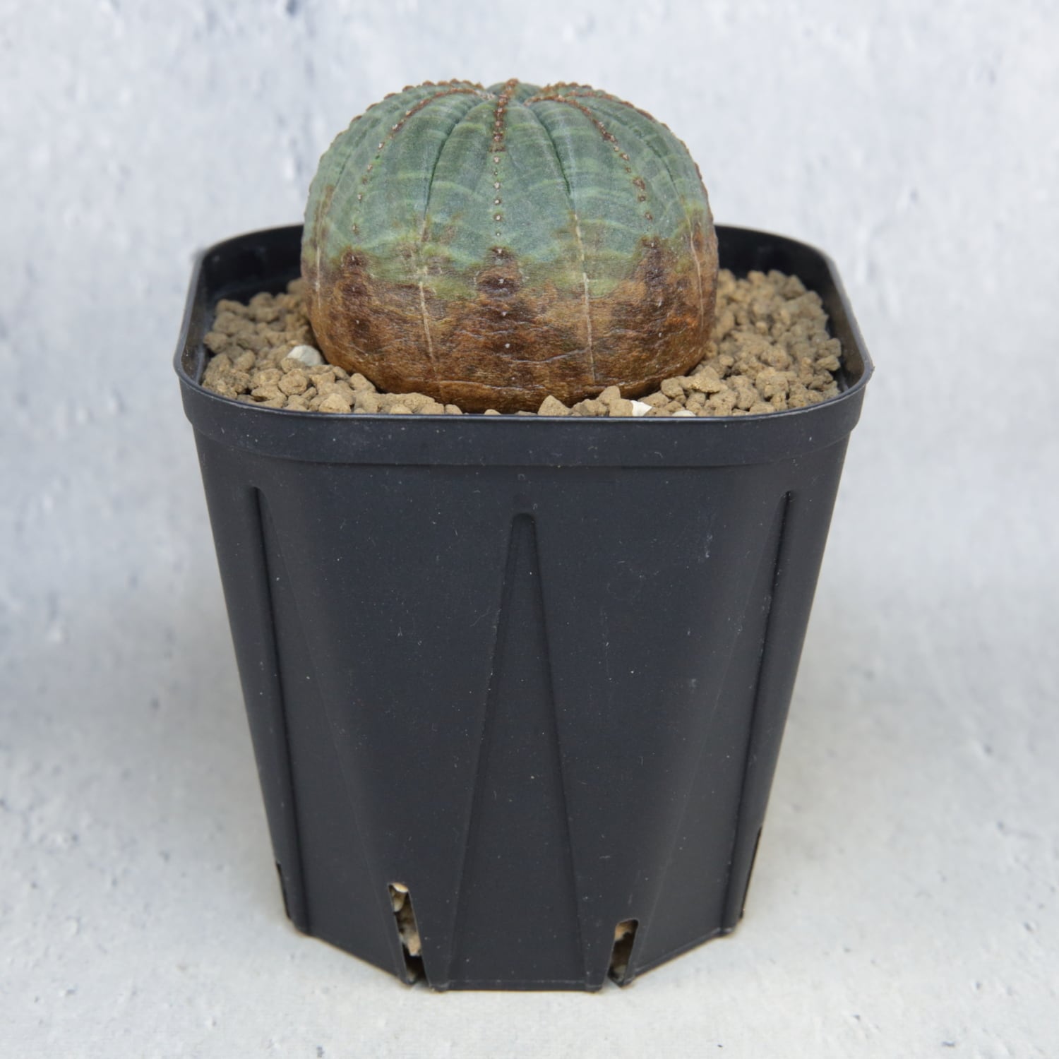 木質化❗️鉢なし8000円引き　メス　オベサ　縦長タイプ 木質化❗️鉢なし8000円引き メス オベサ 縦長タイプ - メルカリ