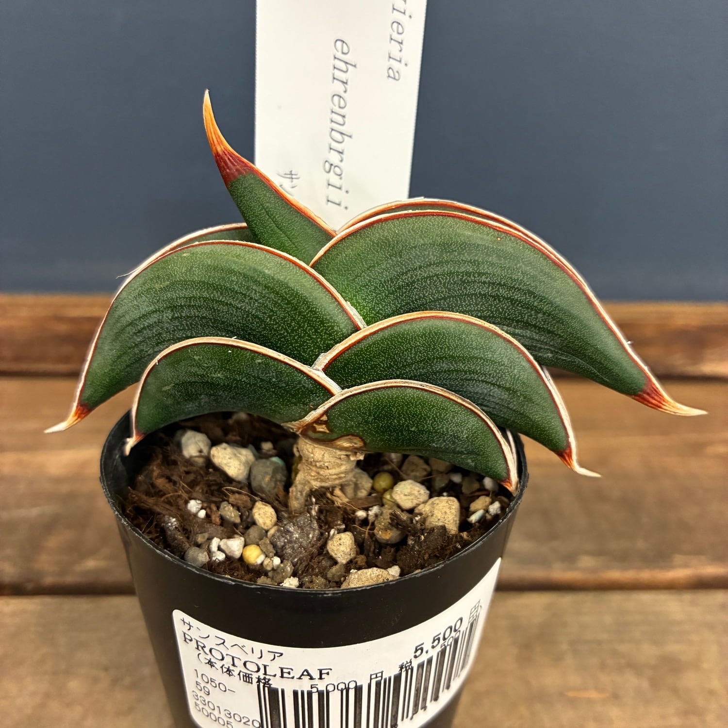UJ】ビカクシダ ジェイドガール P. willinckii 'Jade Girl' spore 板