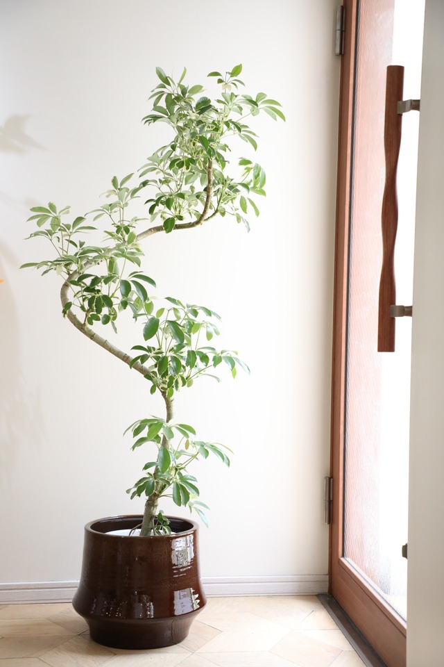 【渋谷区周辺エリア/配送料無料】【143cm】【L】シェフレラ ミルキー/Ficus benghalensis ※陶器鉢カバー別売り