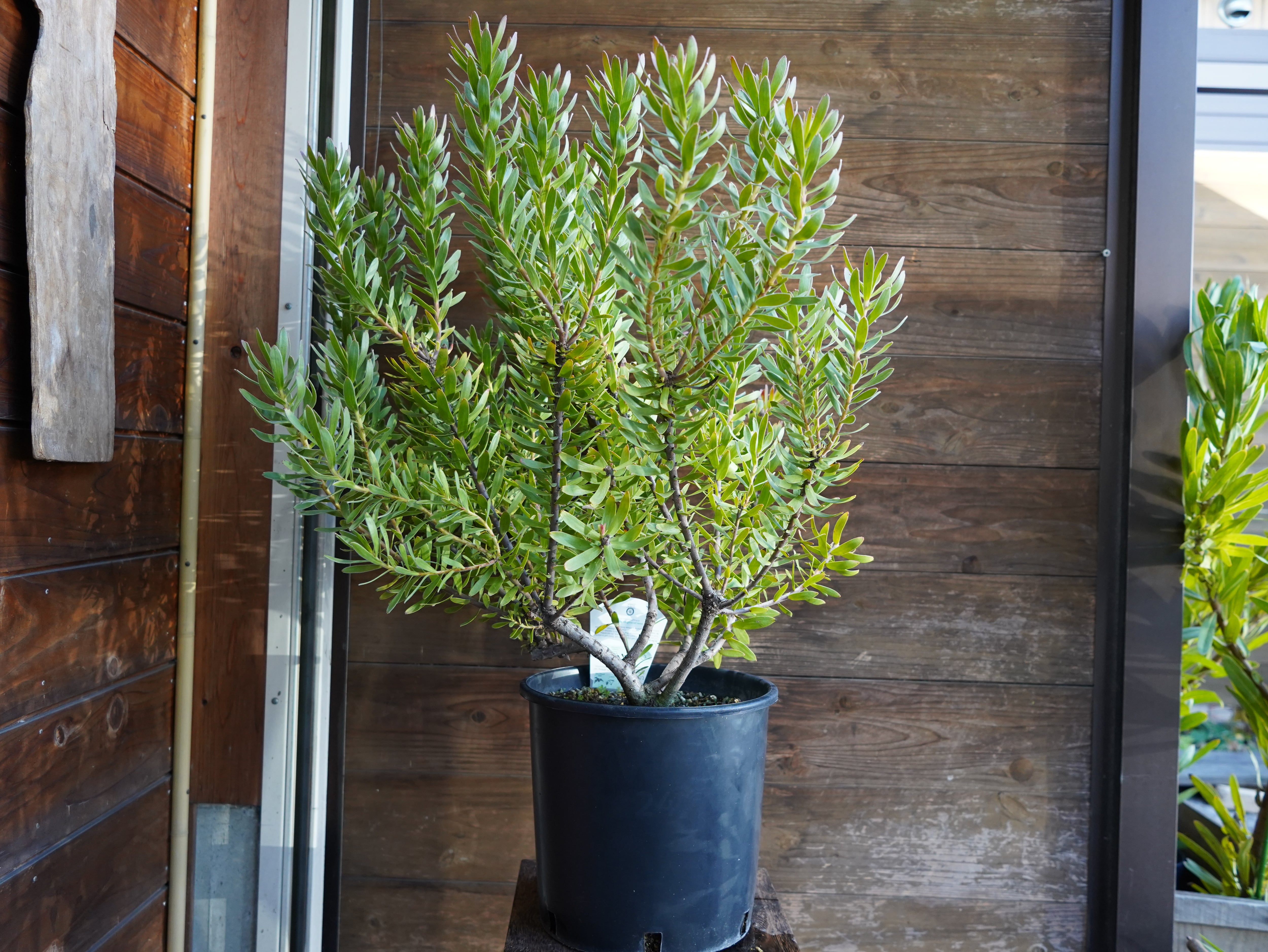 【現物】ミメテス　”クラッカージャックレッド”