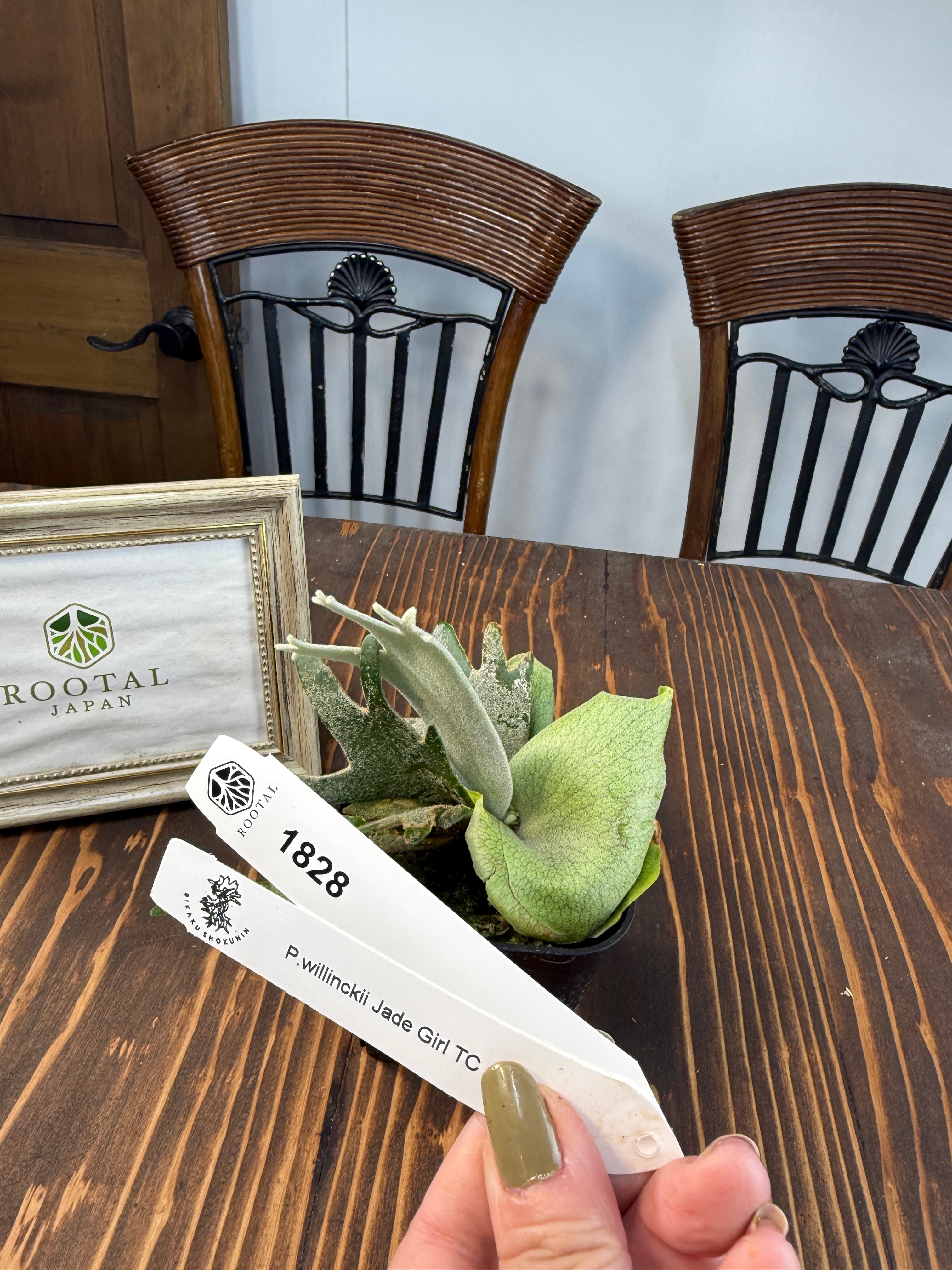 ビカクシダ | ROOTALPLANTS