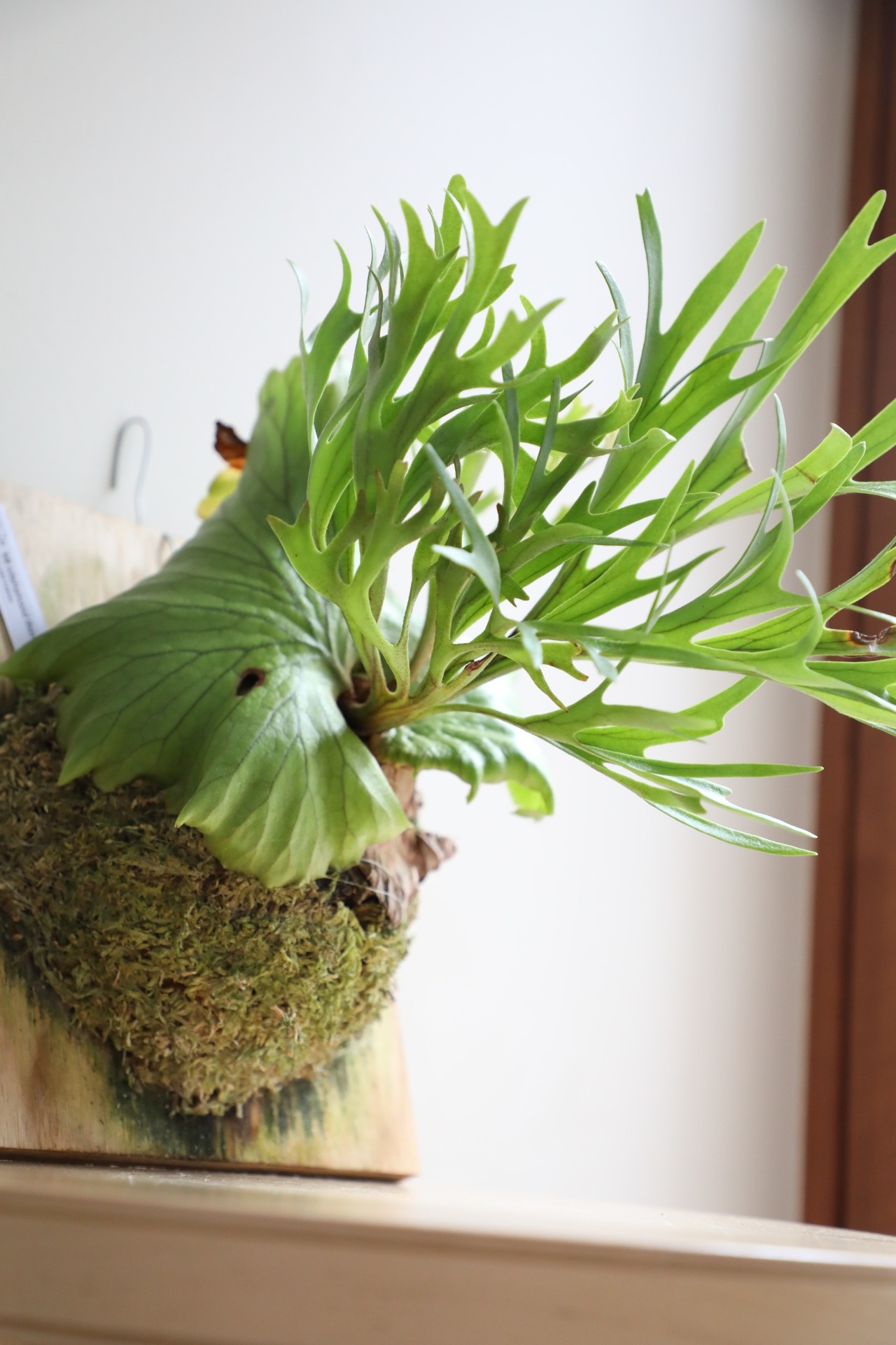 【M】ビカクシダ マウントキッチャクード 板付仕立て/Platycerium 'Mount Kitshakood'