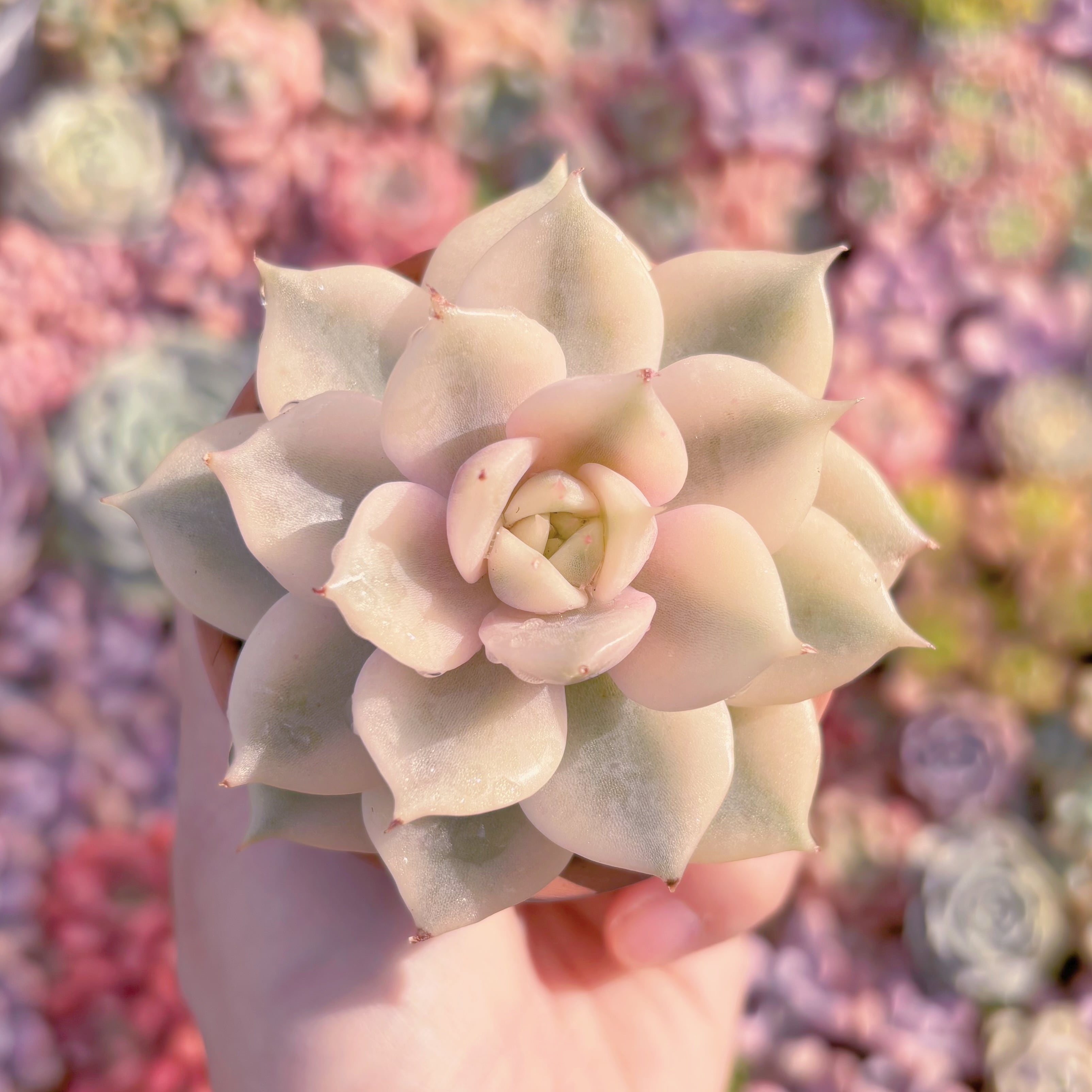 現品　レイクバイカル錦 Echeveria 'Lake Baikal Variegated'#D05　極美　希少　るる農園