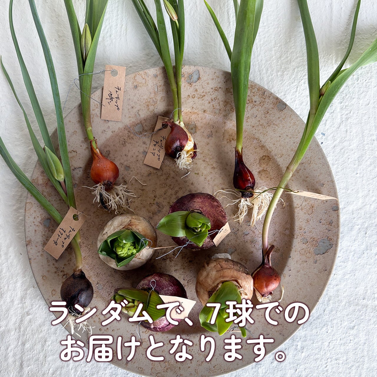 【球根】フレミングベイビー　ミニチューリップ　7球　水耕栽培　レア品種　数量限定 楽天市場】チューリップ 水耕栽培キット グラスで楽しむ 3種から選べる