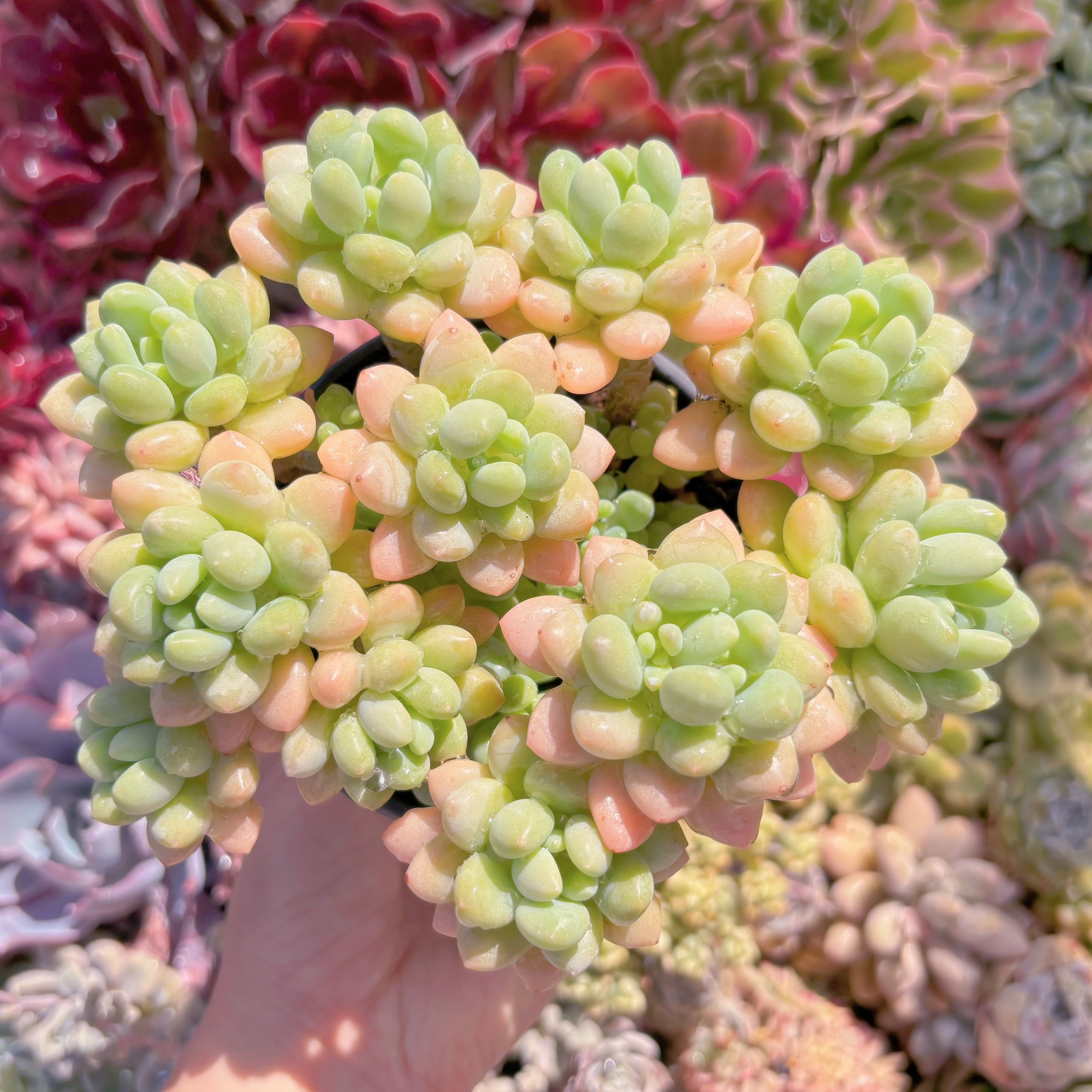 現品　ロココ#2192　古株　るる農園