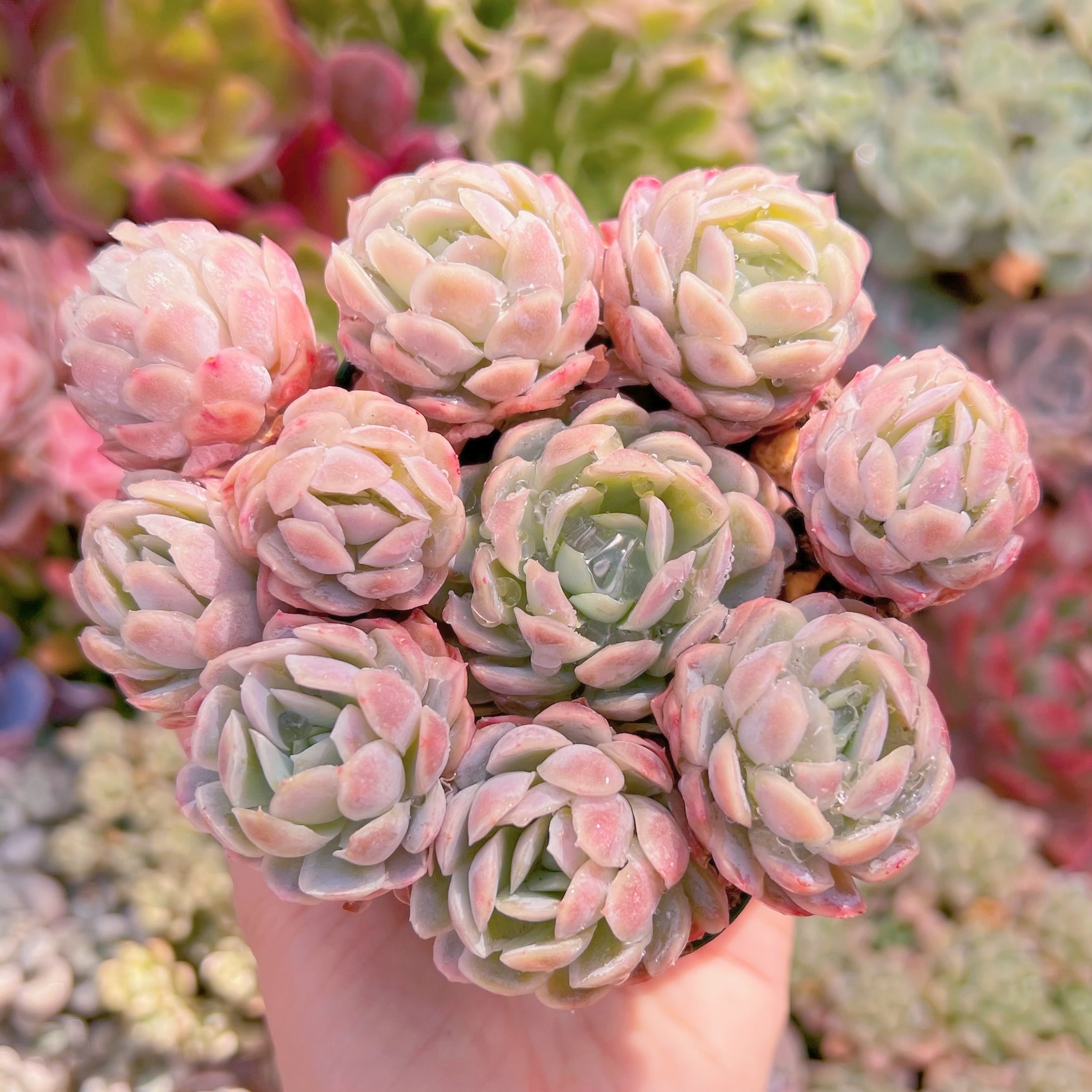 現品　ラズベリーアイス錦#927　群生　新入荷　るる農園