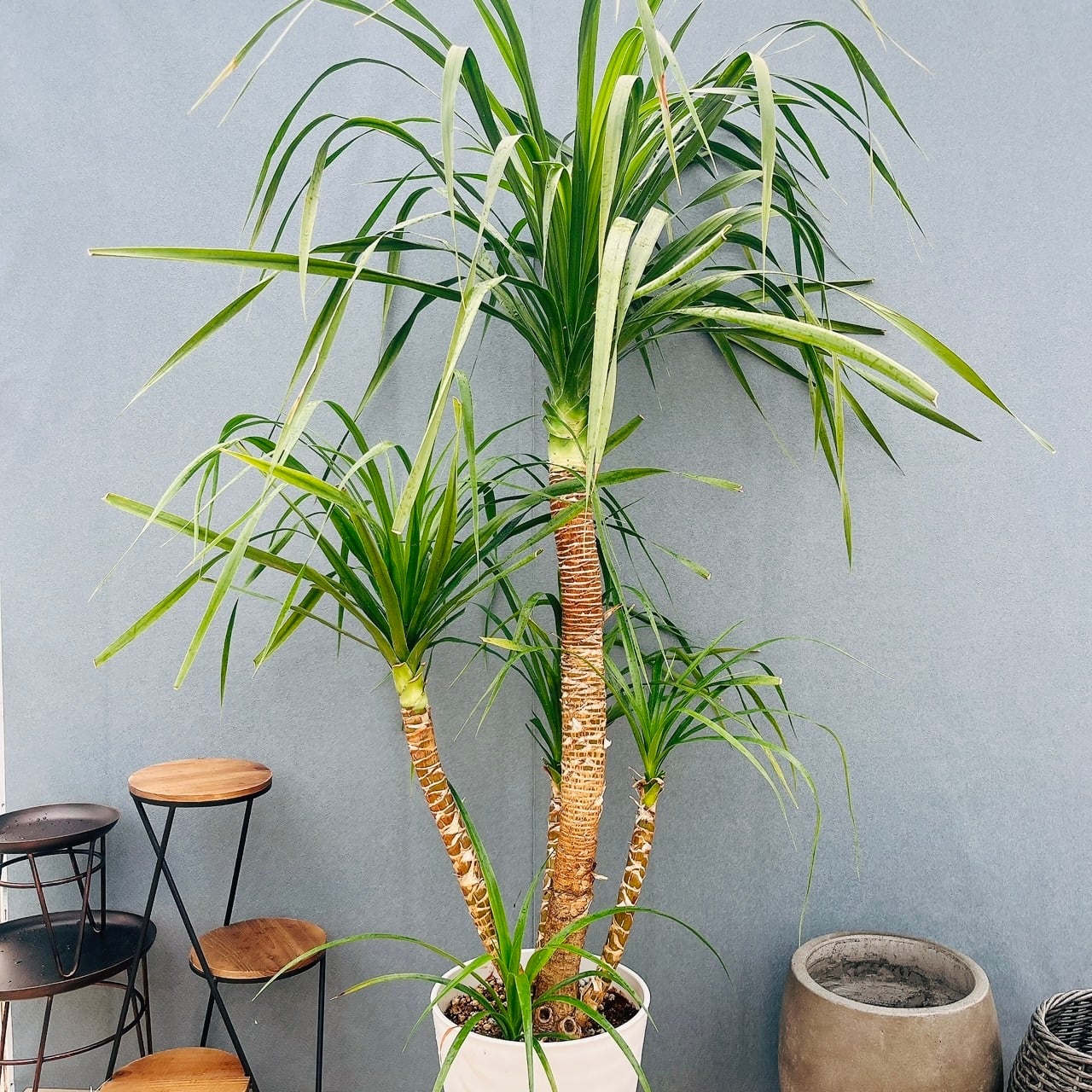 現品］【希少】10番 ドラセナ カンボジアーナ 10号 観葉植物 レア 室内