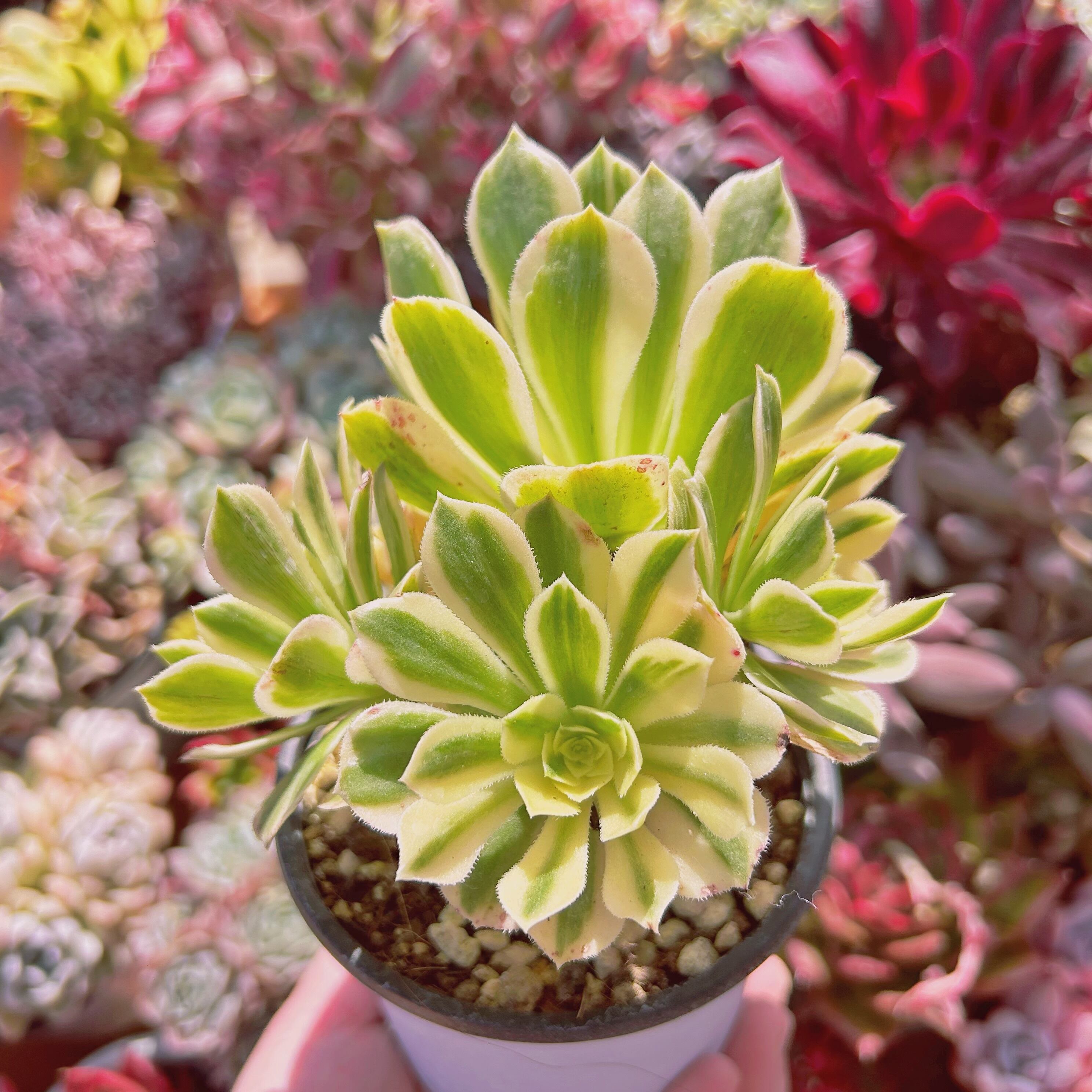 549現物 多肉植物 Aeonium富士錦 特大 抜き苗 | るる農園~多肉