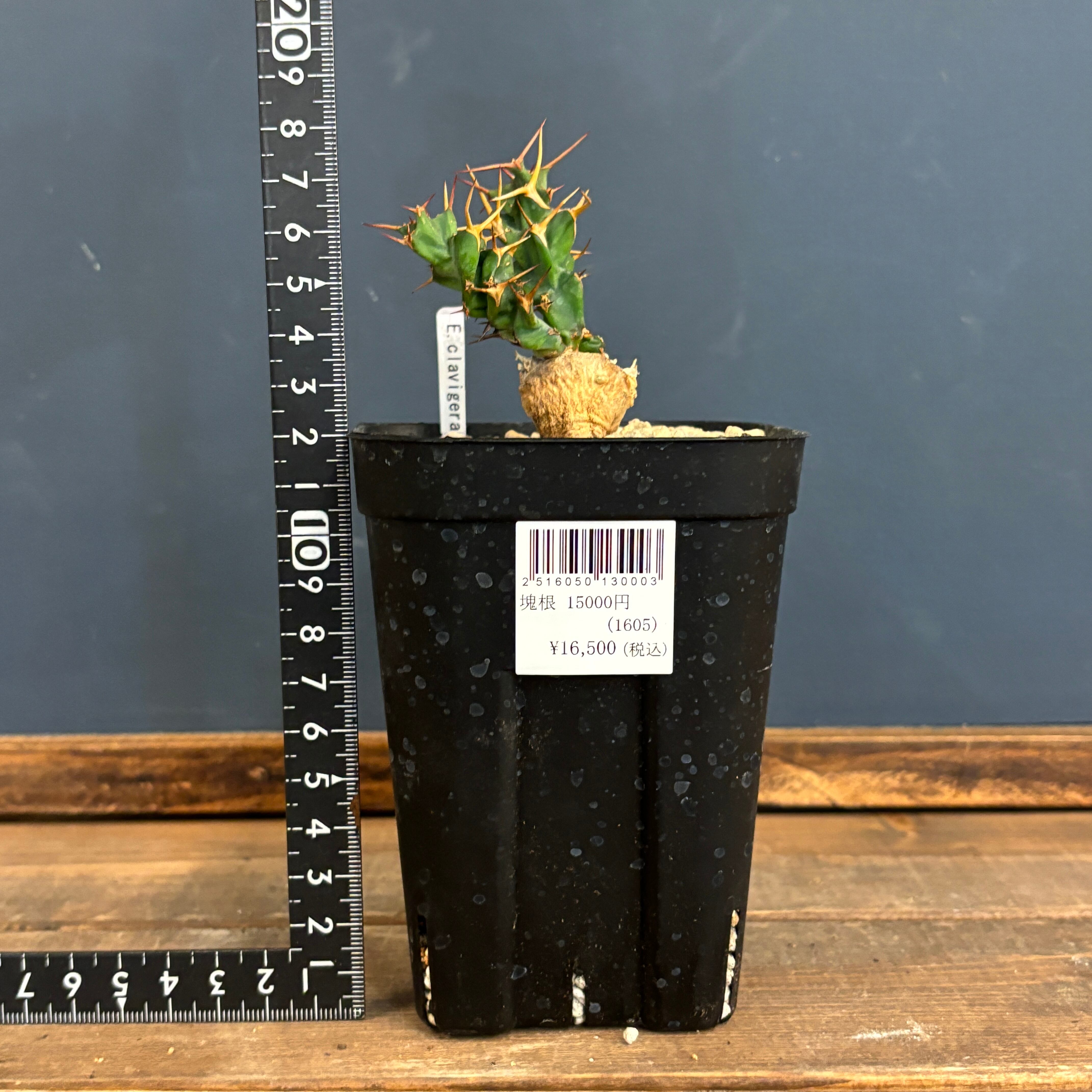 【希少】ユーフォルビア　トルチラマ　検パキプス　グラキリス　塊根　クラビゲラ 希少】ユーフォルビア トルチラマ 検パキプス グラキリス 塊根