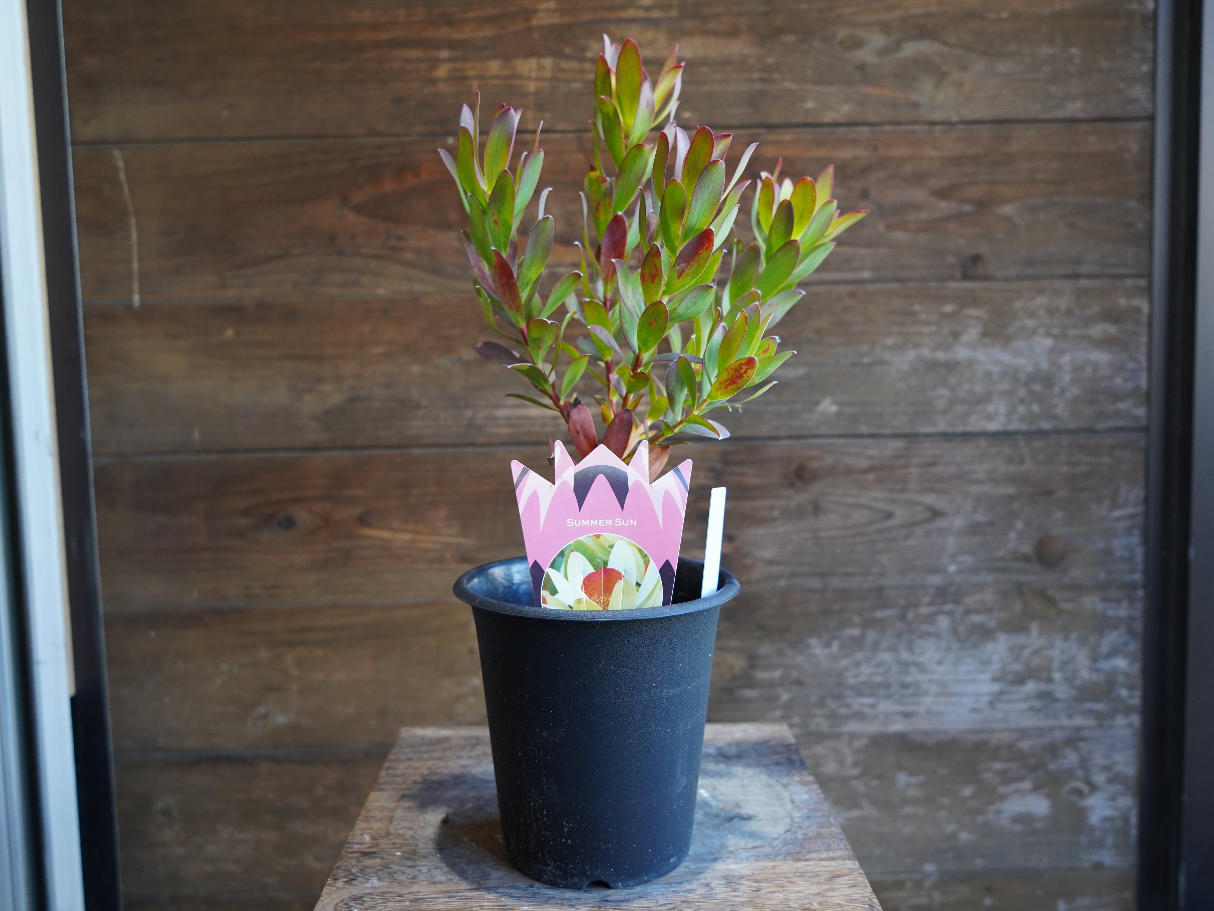 【現物】 リューカデンドロン　”Summer Sun”