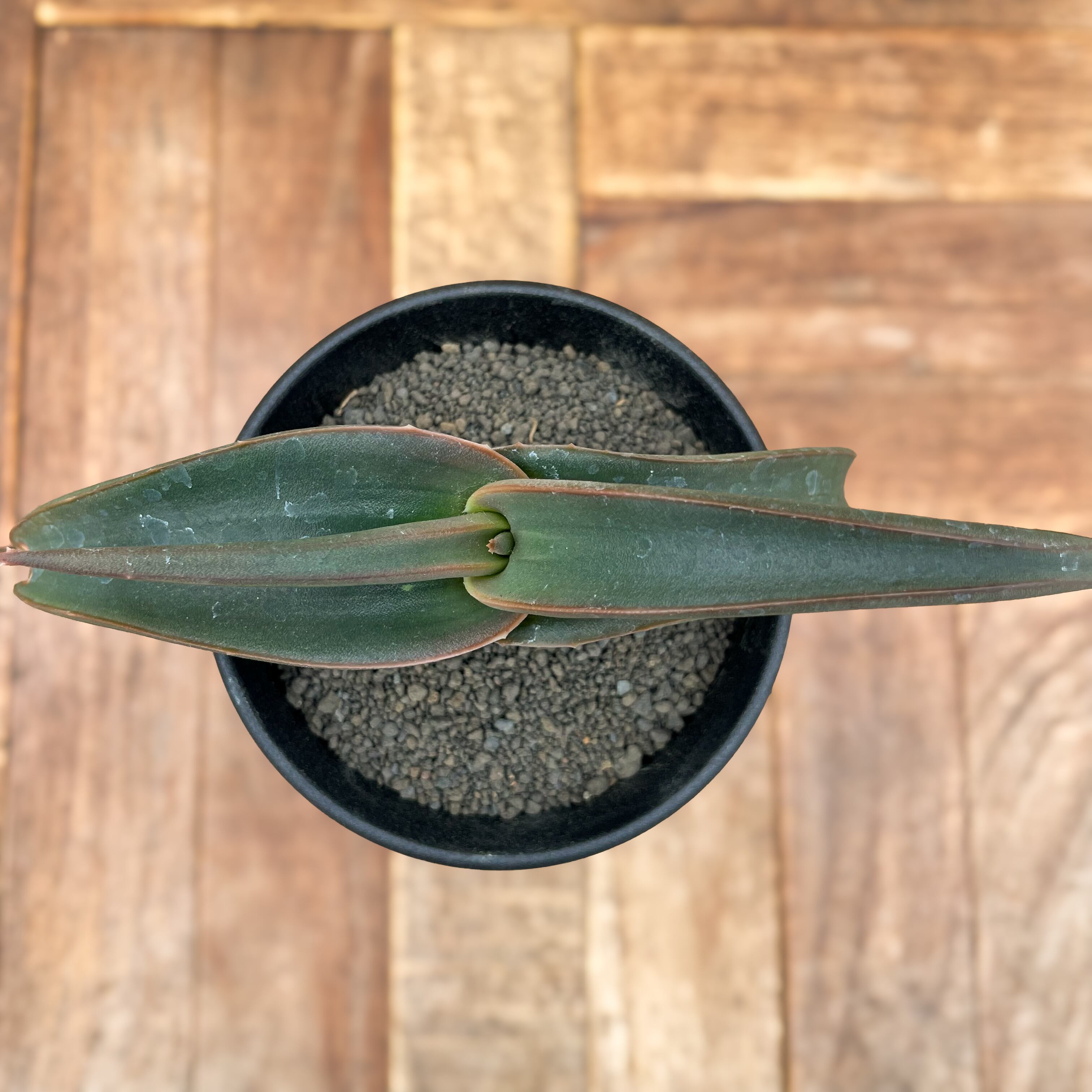 Aloe fleurentiniorum【アロエ・フロレンチニオラム】 | RIMO'S Aloe fleurentiniorum【アロエ・フロレンチニオラム】 | RIMO'S