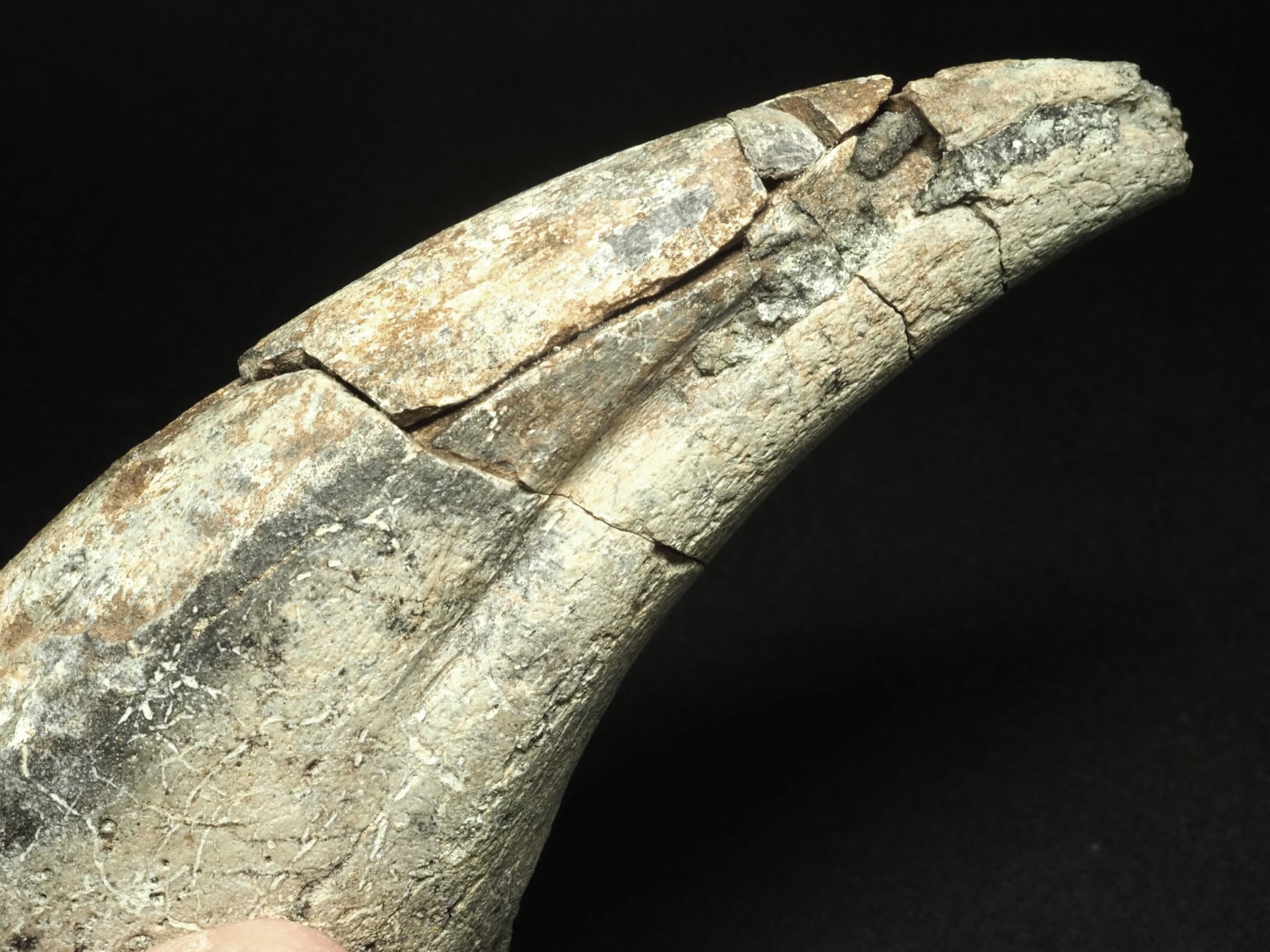 博物館級！アフロベナトルの爪【Afrovenator abakensis】【312 g