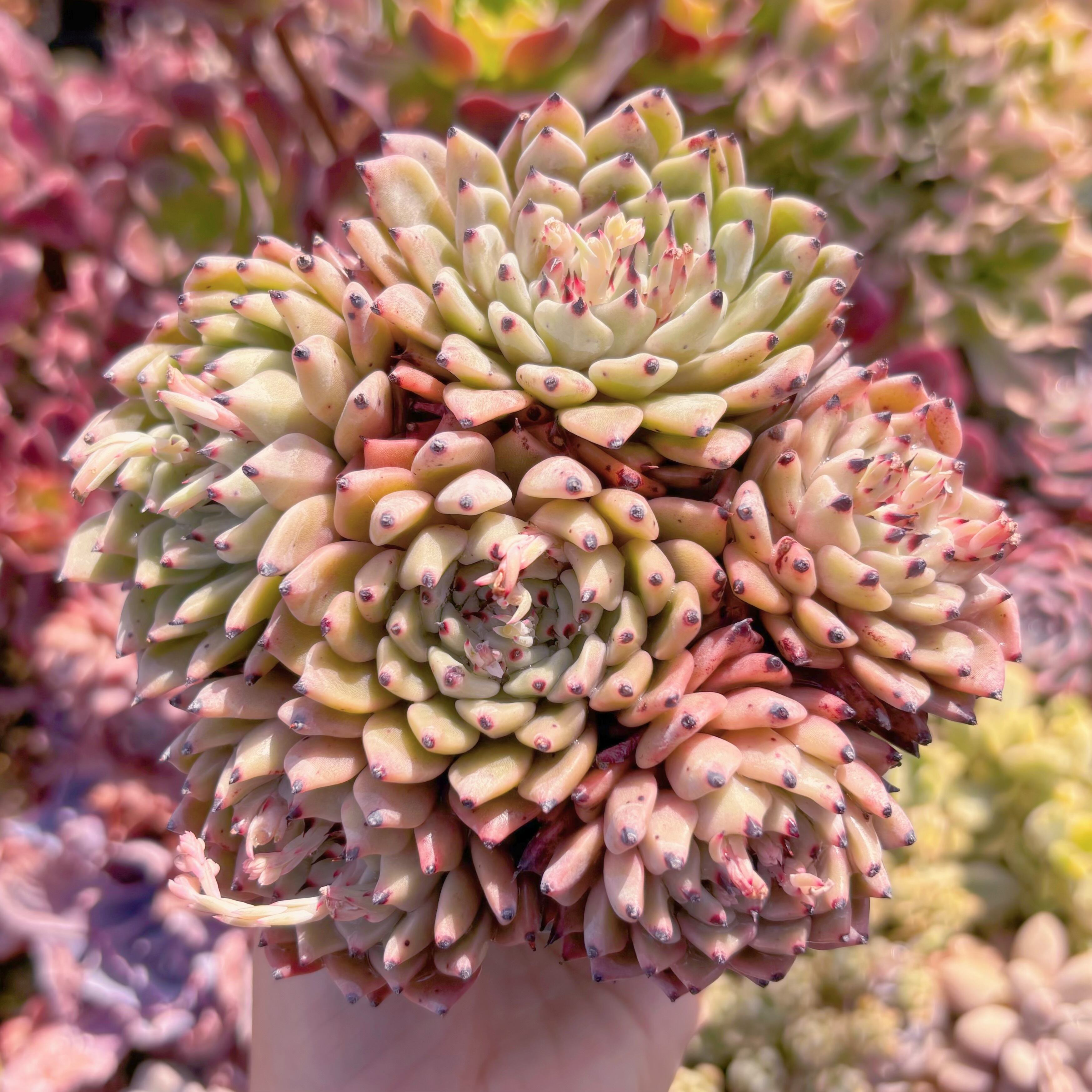 多肉植物　ザラゴーサ　大群生　新入荷　るる農園