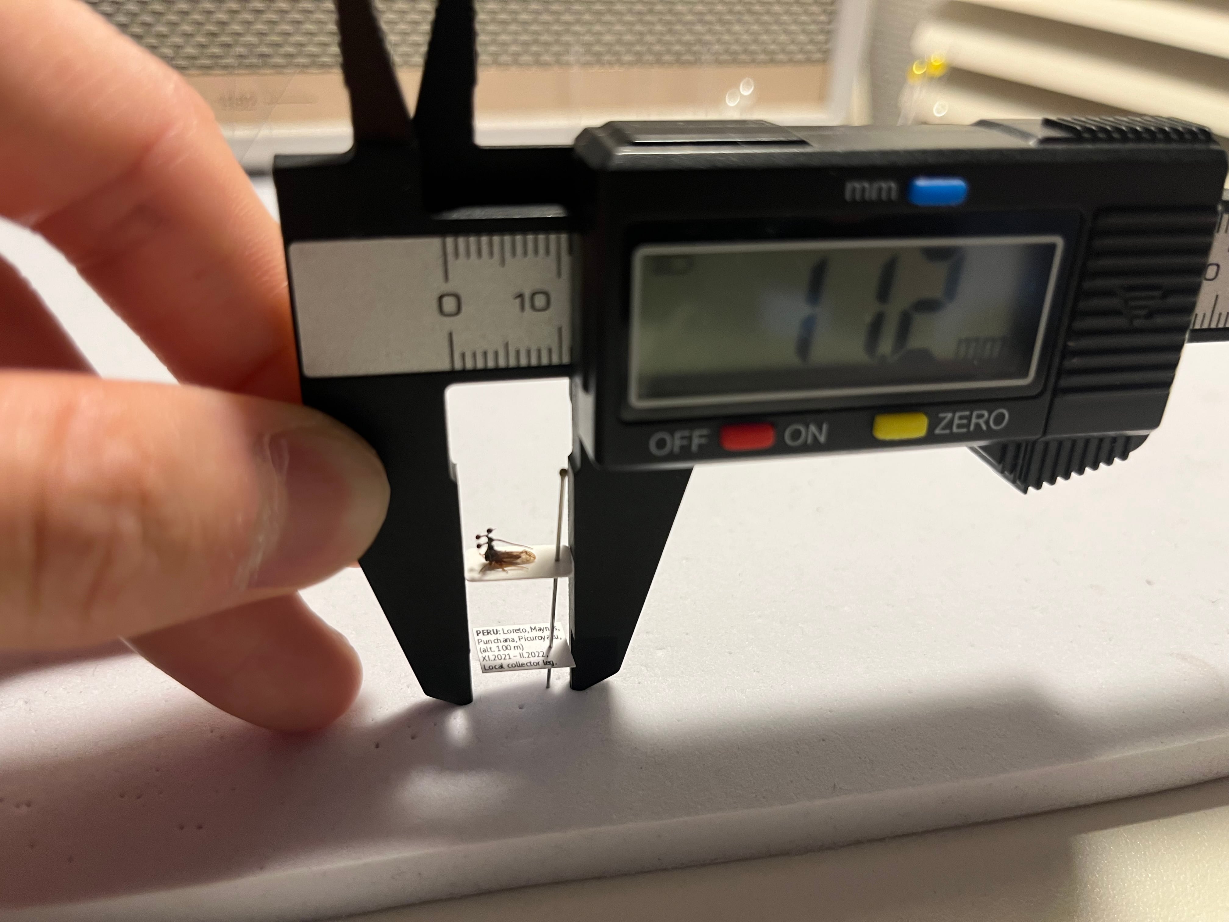 学名珍々】ヨツコブツノゼミ 標本ボッキディウム・チンチンナブリ