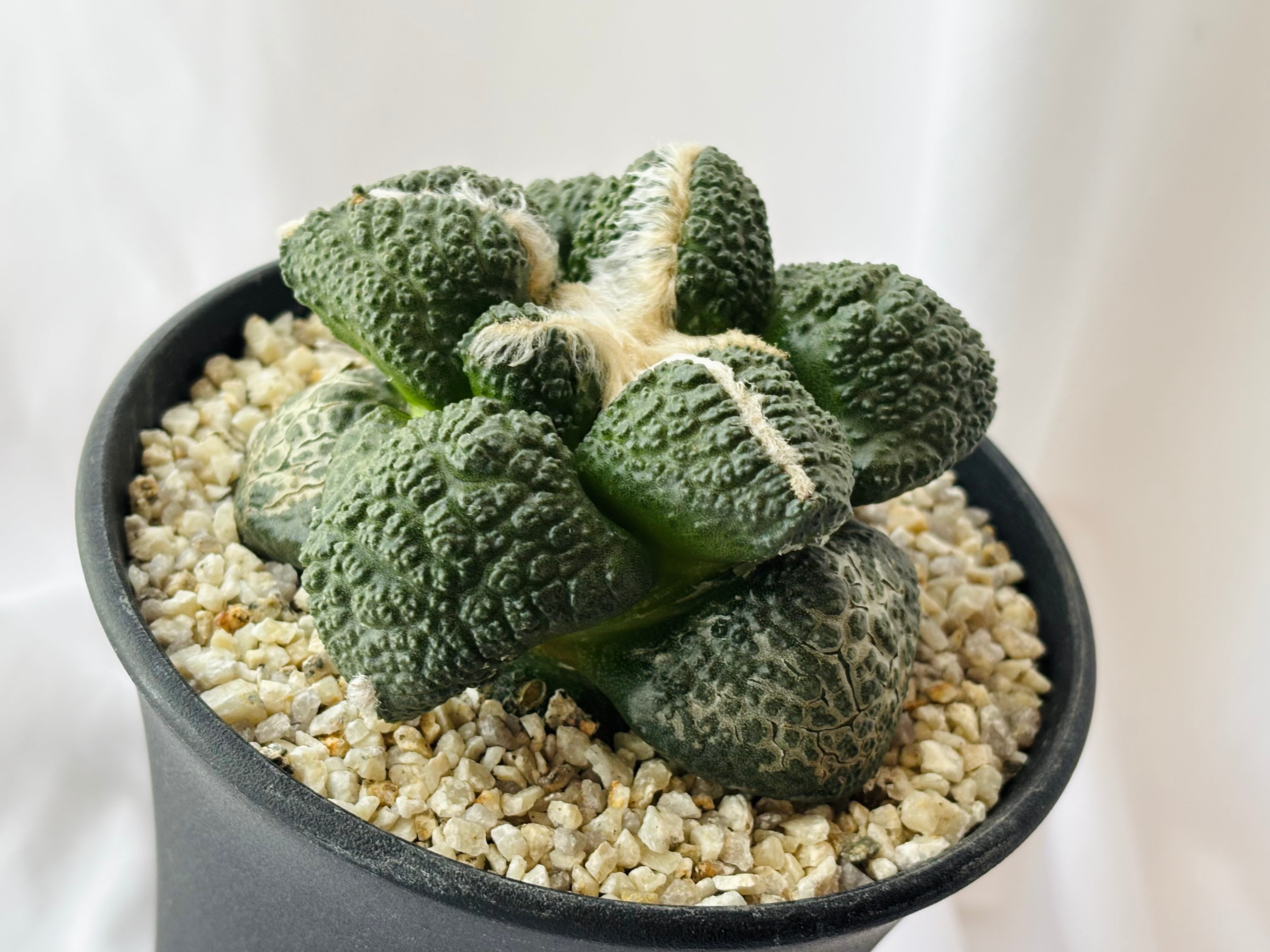 Ariocarpus fissuratus アリオカルプス 亀甲牡丹 サボテン | plants
