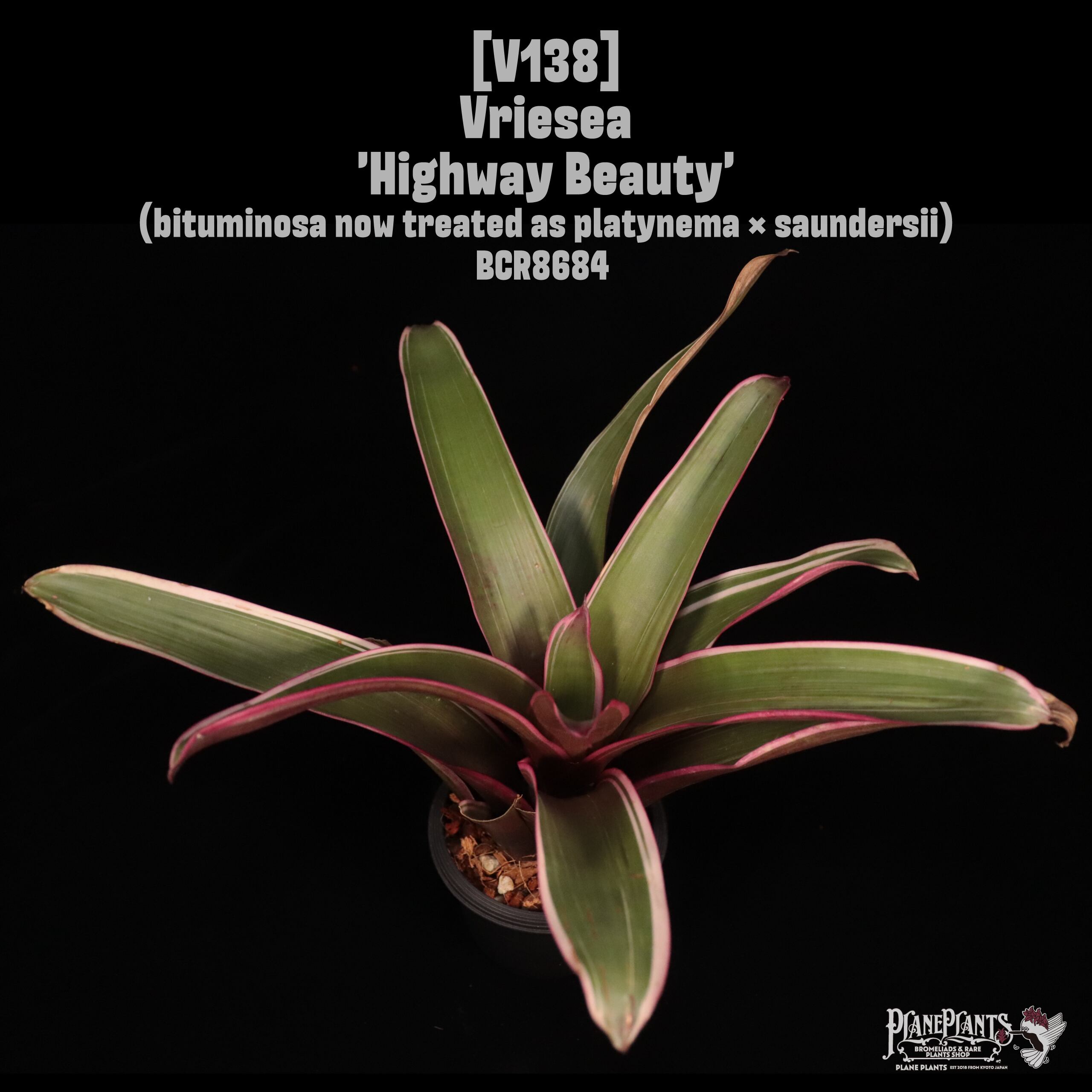 Vriesea 'Highway Beauty'〔フリーセア〕V138